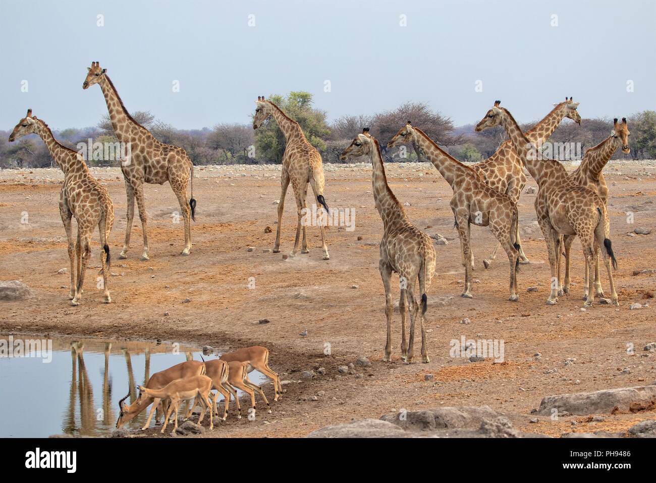 Les girafes à hauteur du parc national d'Etosha, Namibie Banque D'Images