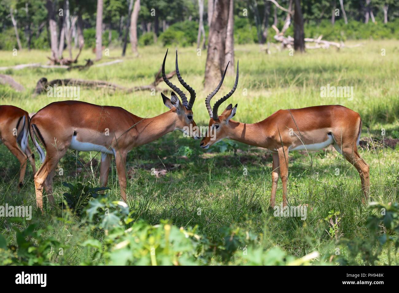 Les impalas dans la forêt du parc national de Masai Mara au Kenya Banque D'Images