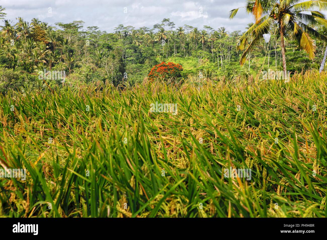 Un beau paysage à Bali Indonésie Asie Banque D'Images