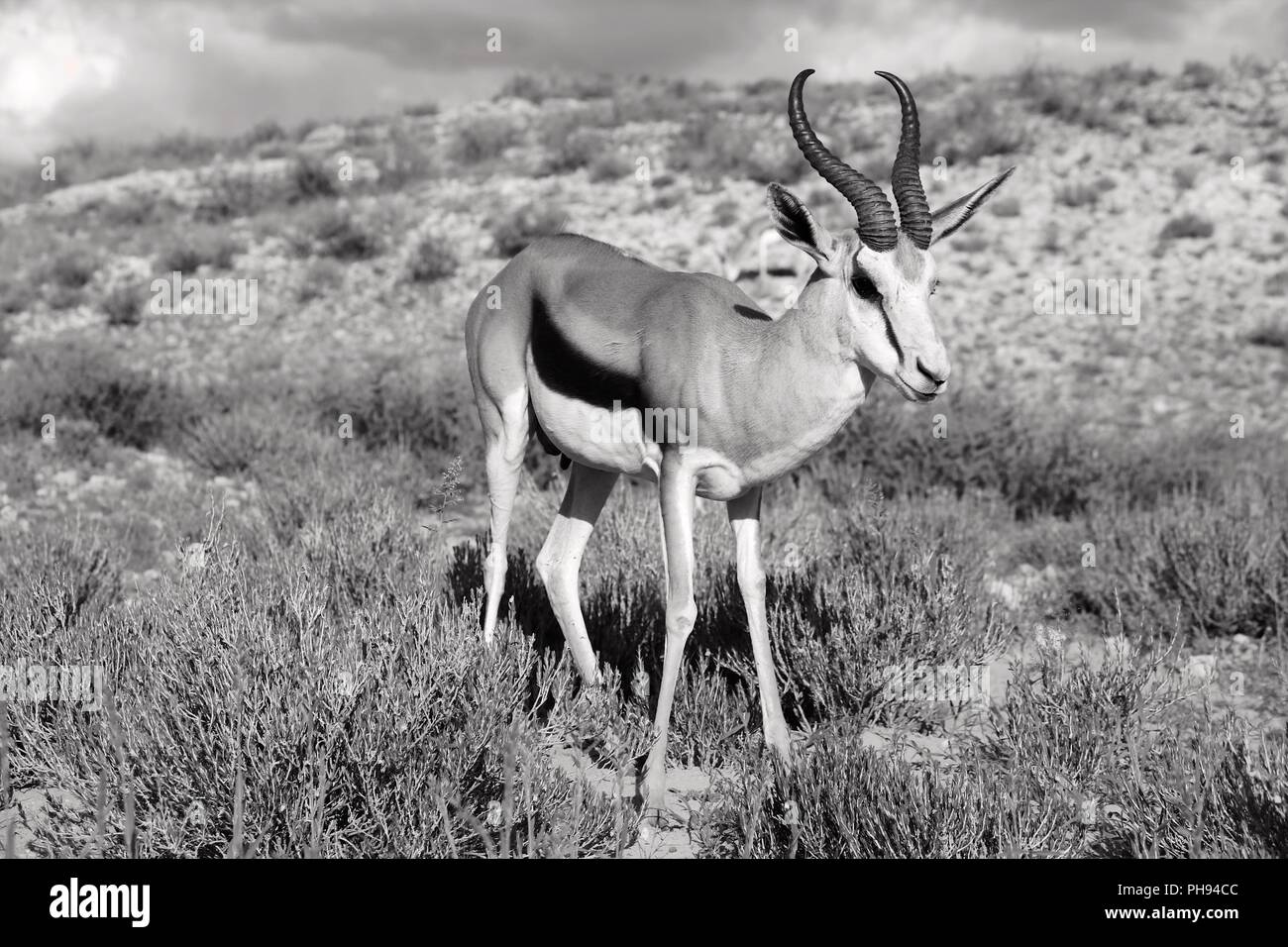 Un springbok au parc transfrontalier de Kgalagadi en Afrique du Sud Banque D'Images