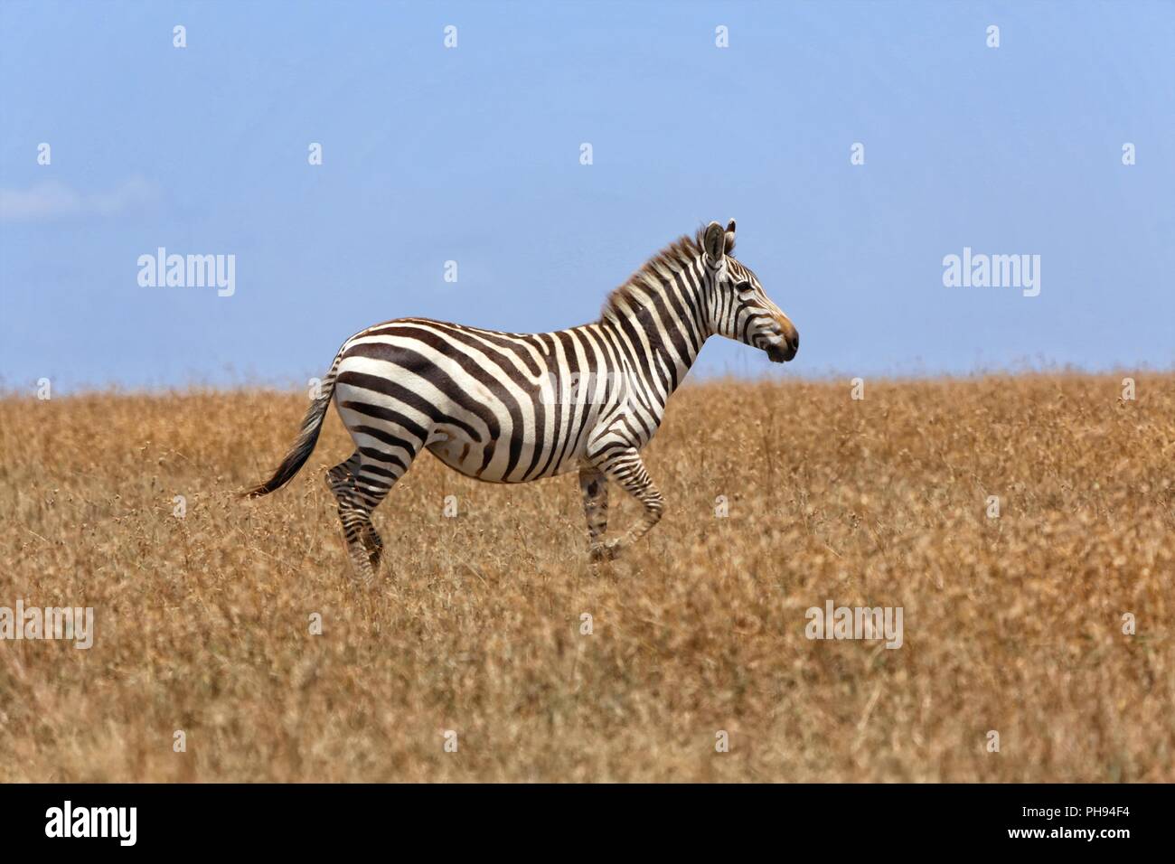 Marcher dans l'herbe zebra à masai Mara national park Banque D'Images