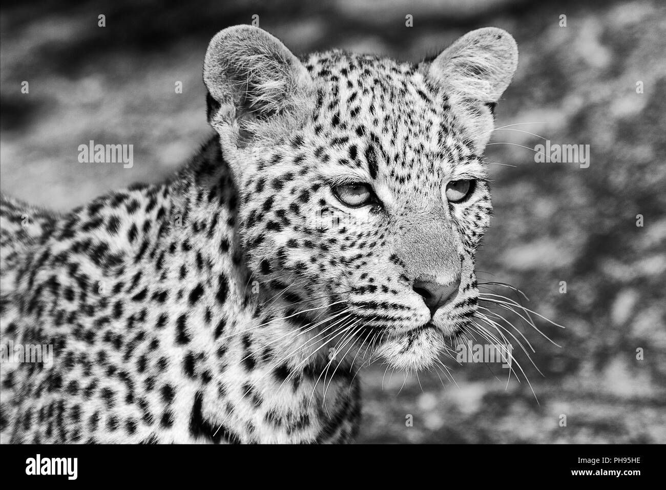 Les jeunes Leopard dans le parc national Kruger en Afrique du Sud Banque D'Images