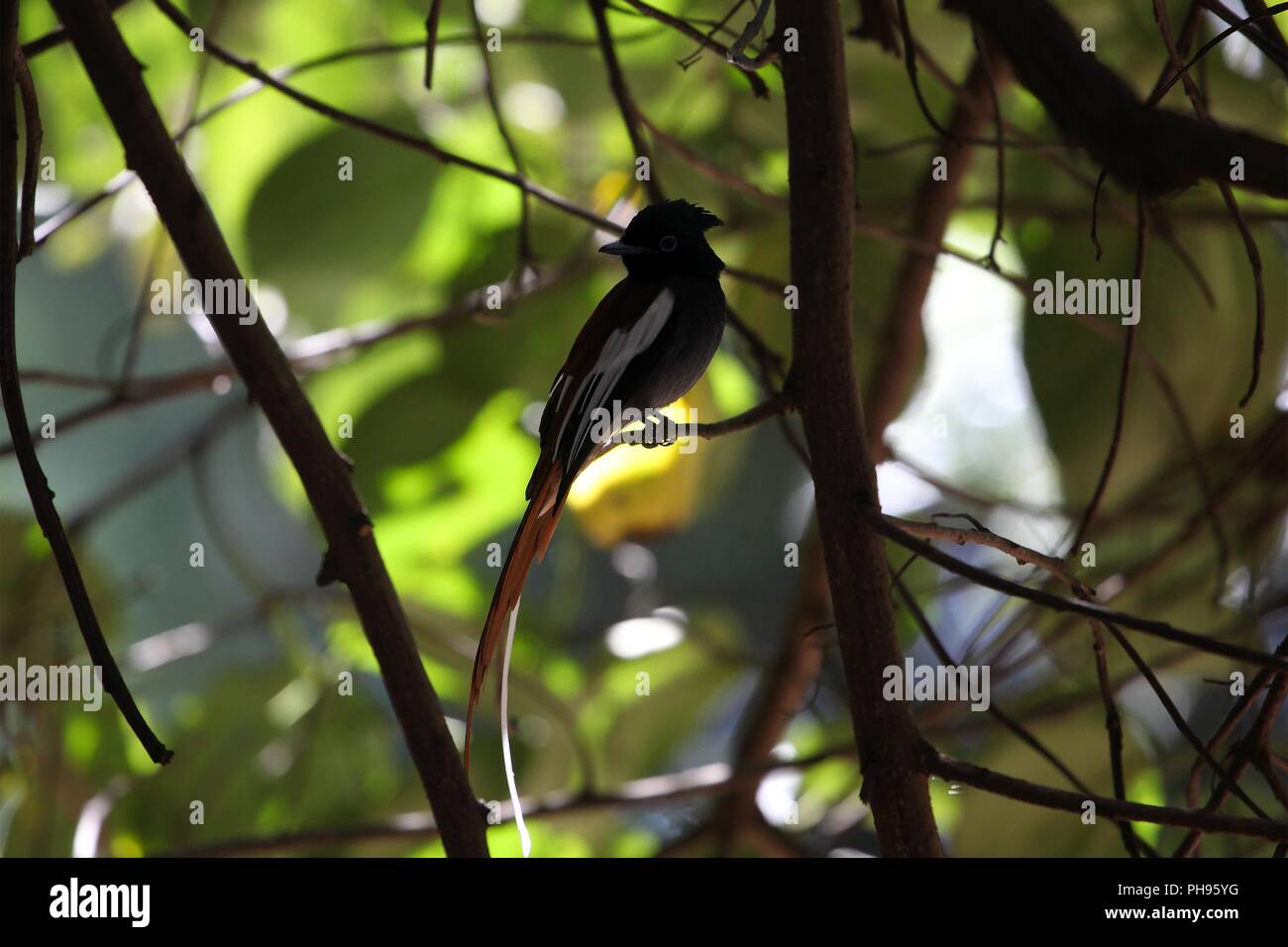 African paradise flycatcher (Terpsiphone viridis) Banque D'Images