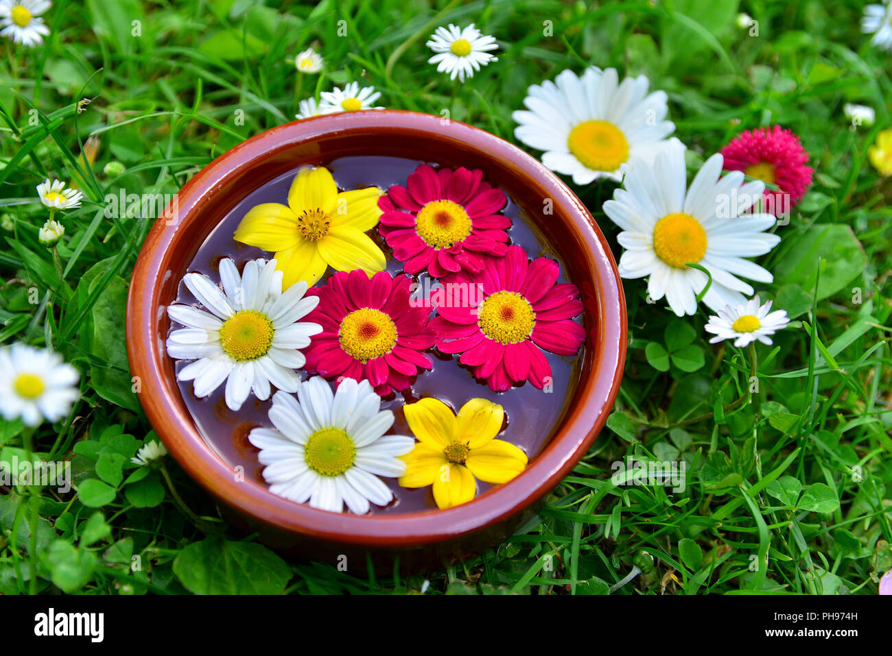 Fleurs colorées sur un pré dans un bol d'eau Banque D'Images