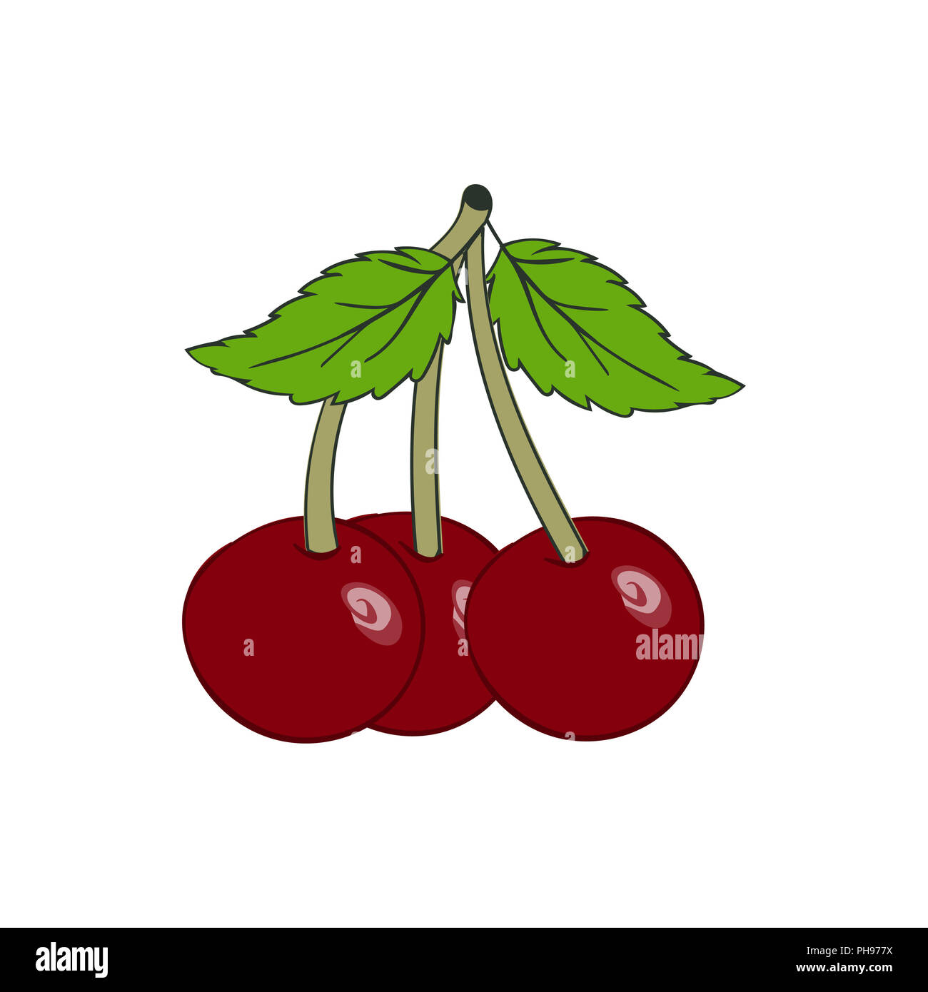 Hand drawn cherry berry close up. Banque D'Images