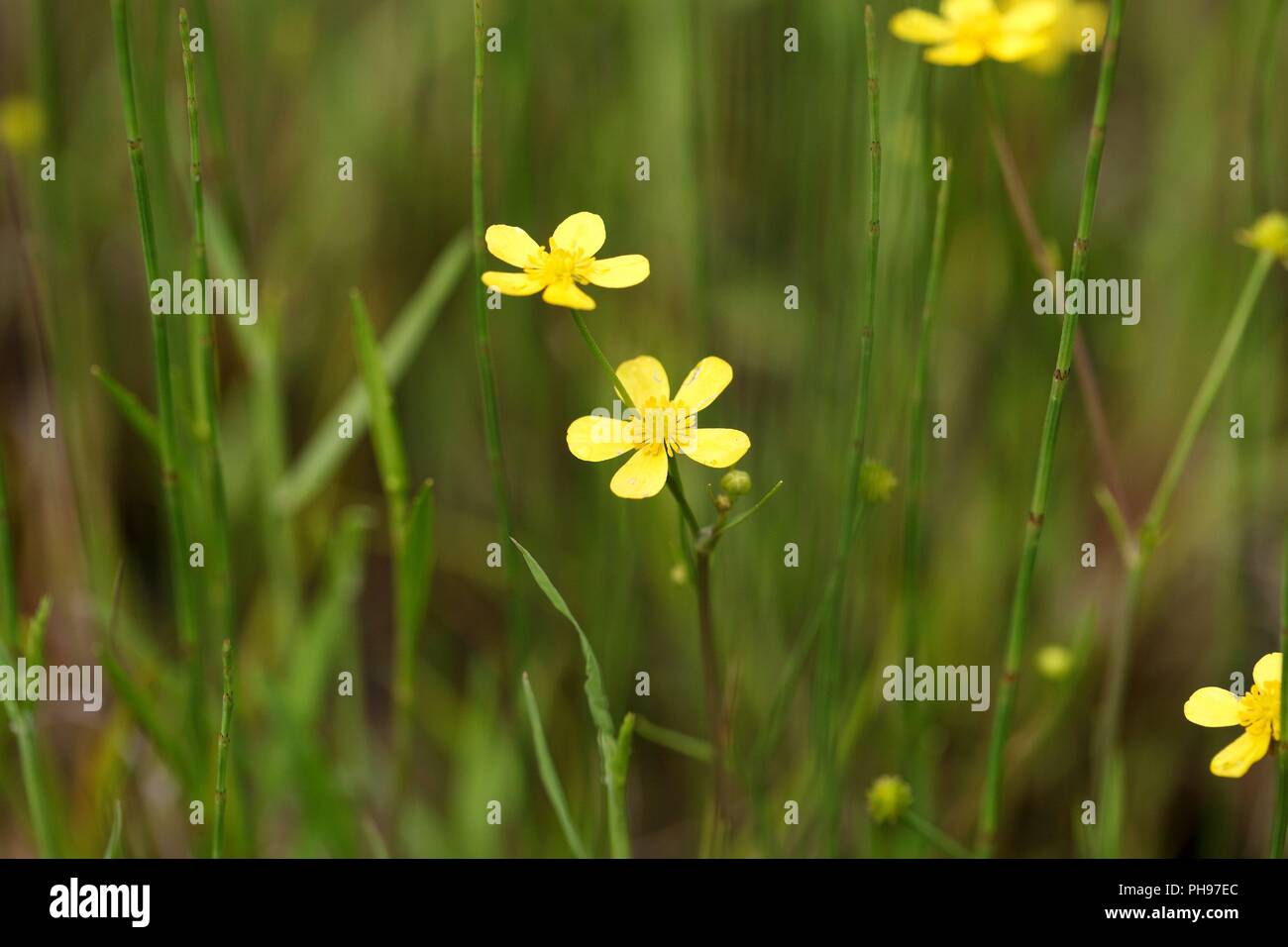 Fleur d'une moindre spearwort (Ranunculus flammula) Banque D'Images