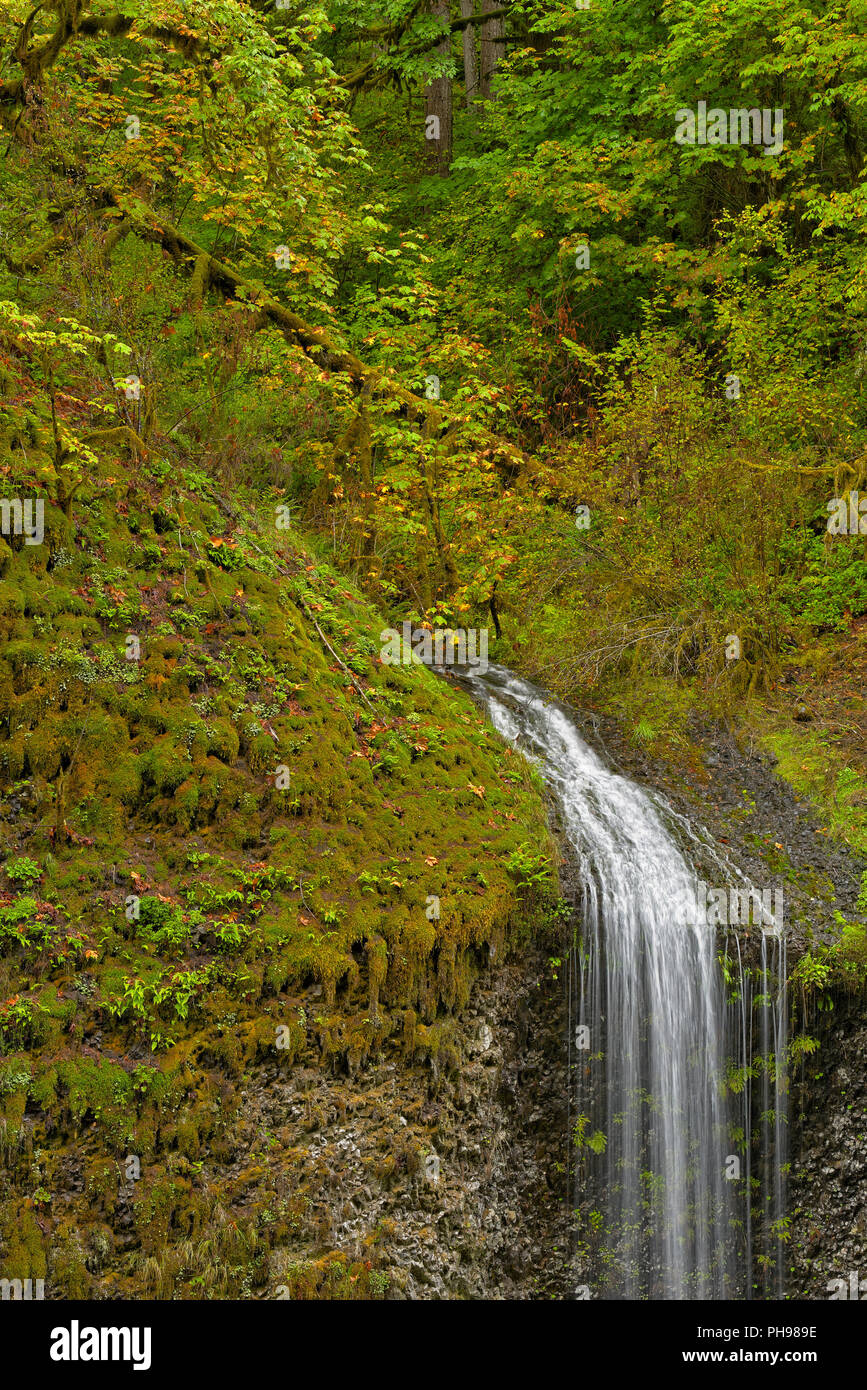 Chute d'inconnu, Silver Falls State Park Banque D'Images