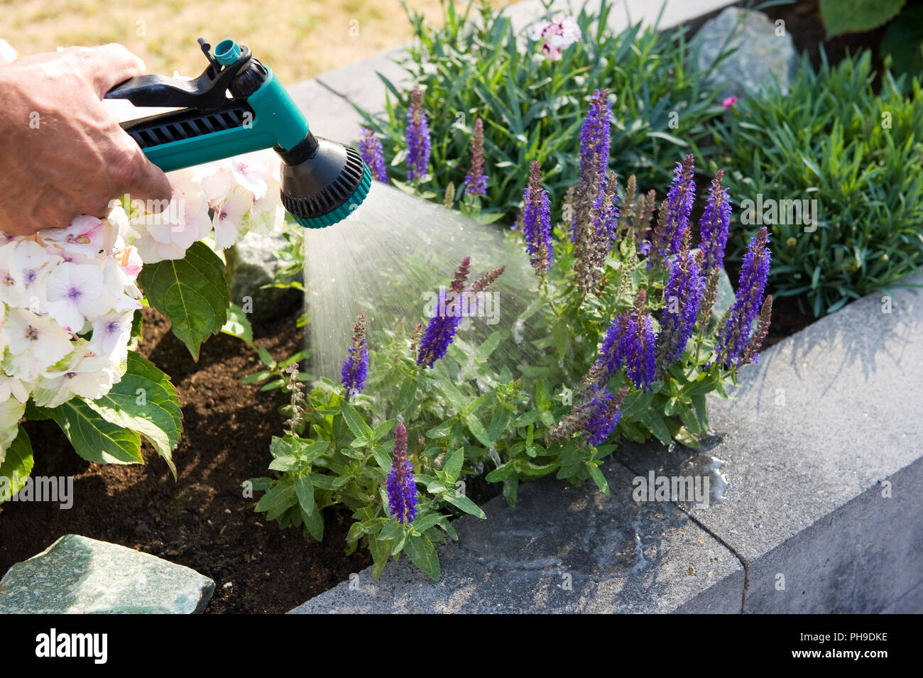 Pulvériser les plantes dans un semoir à l'été Banque D'Images