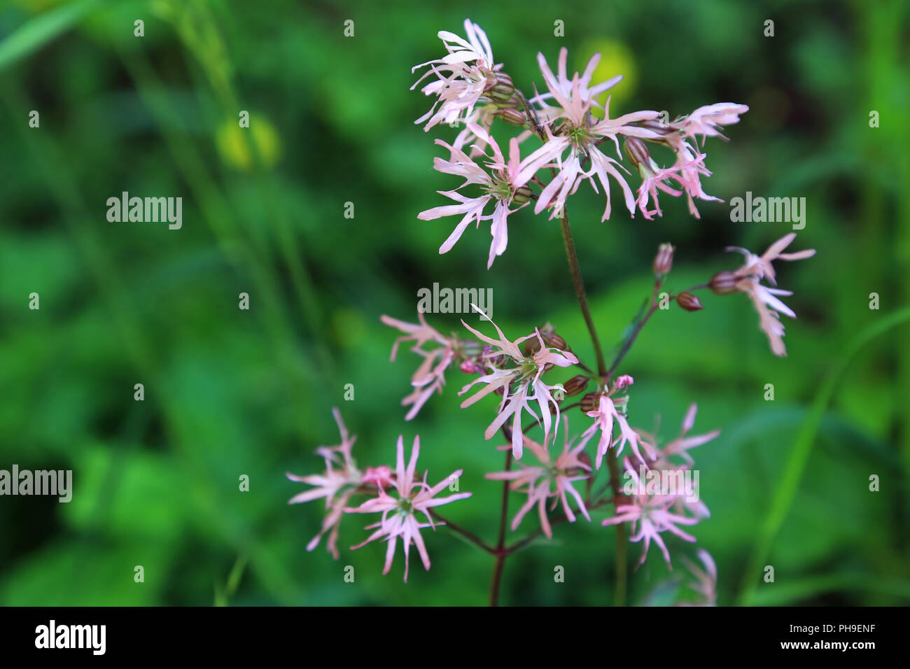 Ragged robin, Lychnis flos-cuculi Banque D'Images