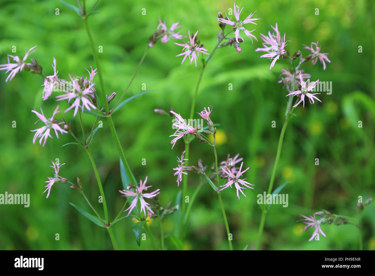 Ragged robin, Lychnis flos-cuculi Banque D'Images