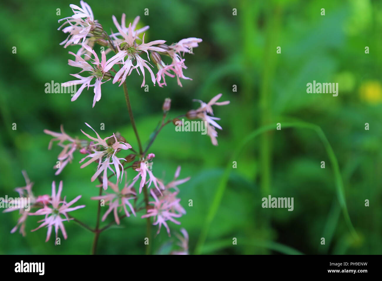 Ragged robin, Lychnis flos-cuculi Banque D'Images