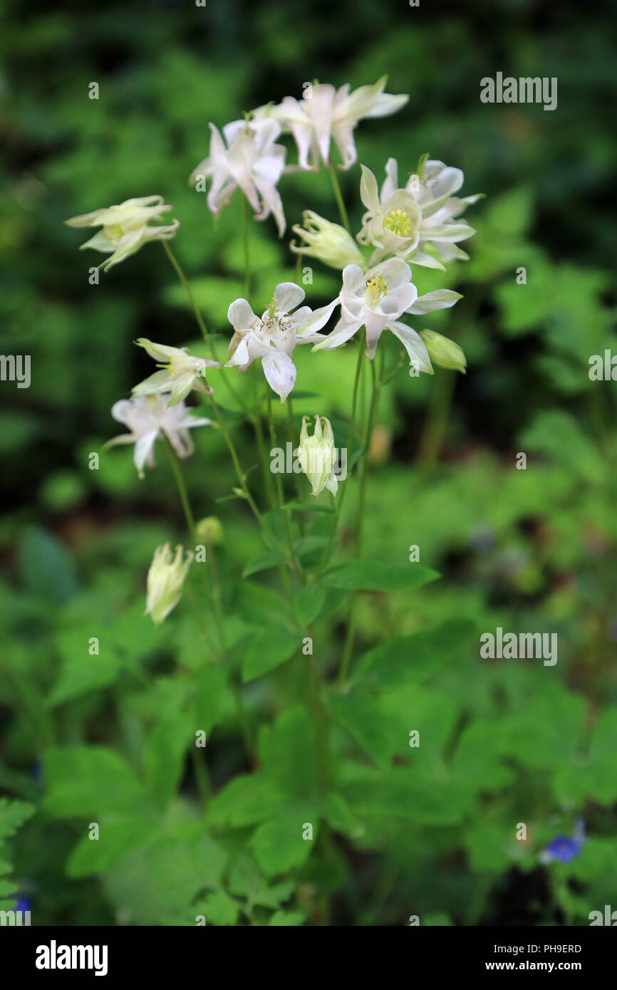 L'Ancolie commune Aquilegia vulgaris, Banque D'Images