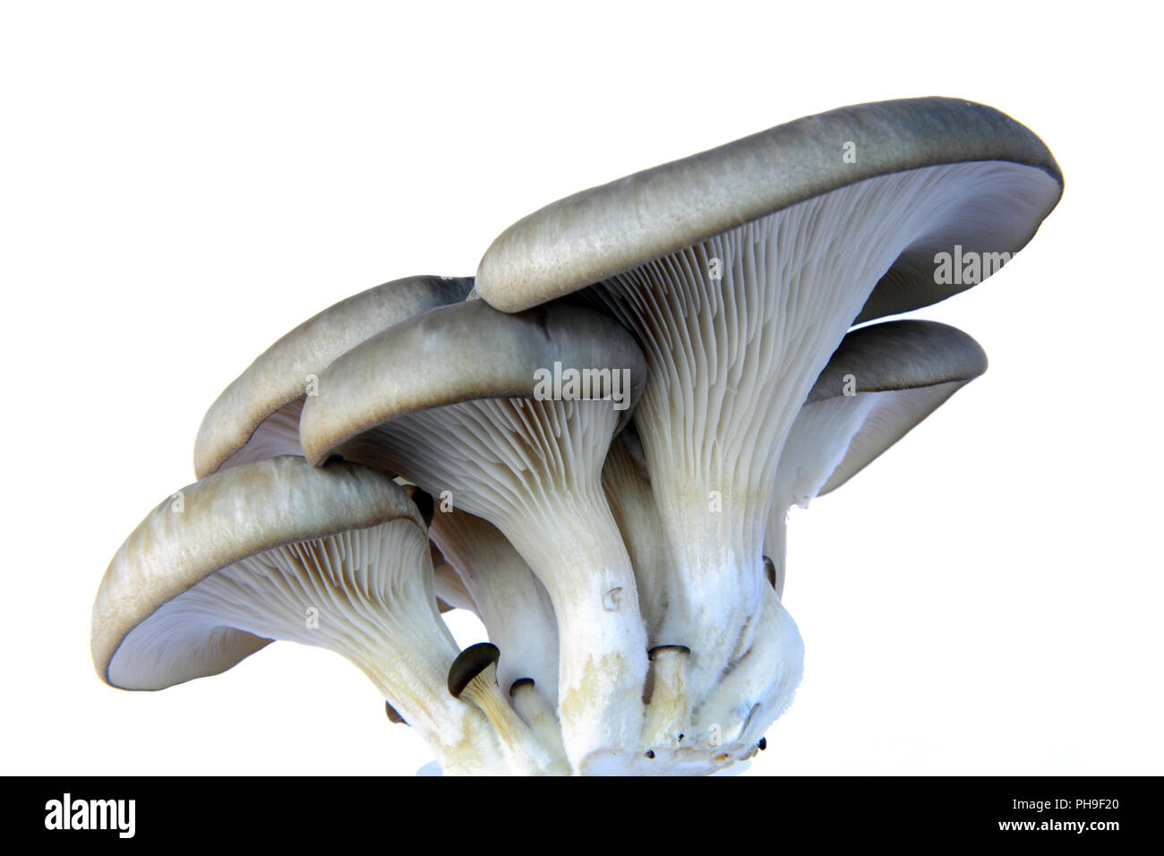 Pleurote (Pleurotus ostreatus) Banque D'Images