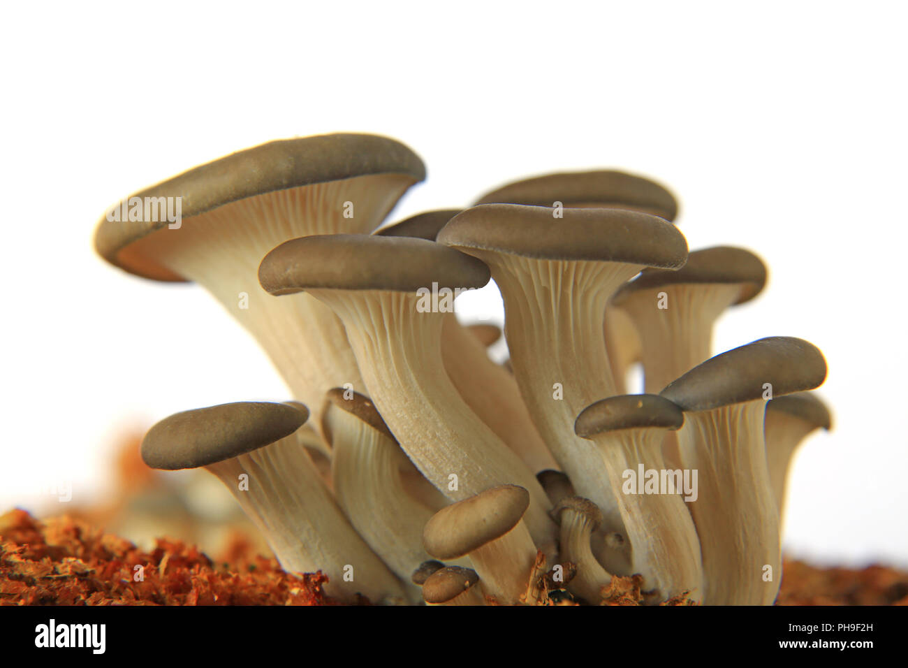 Pleurote (Pleurotus ostreatus) Banque D'Images