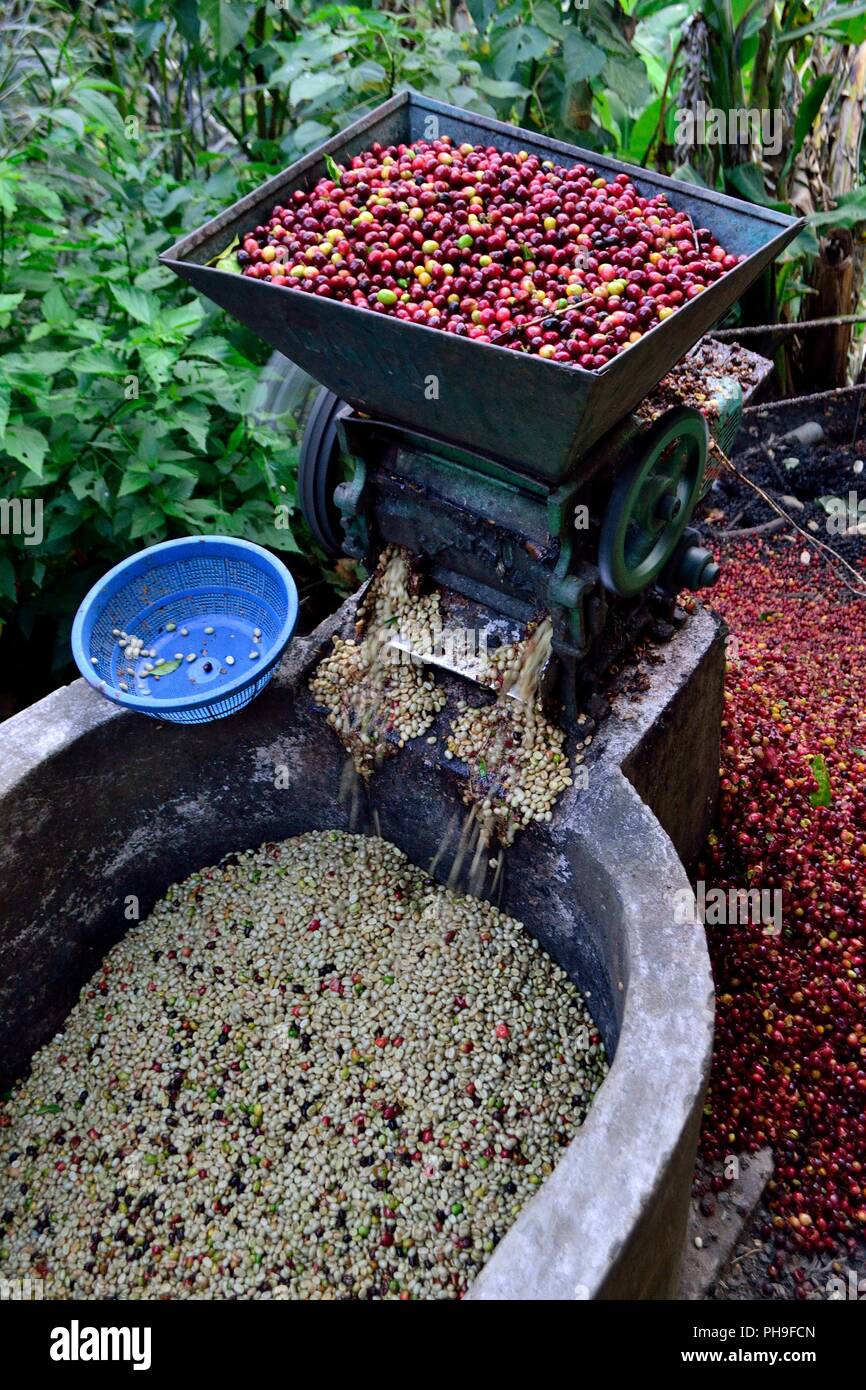 Machine à pâte- de la récolte du café à la frontière de l'Equateur - ZUNGA -San Ignacio- département de Cajamarca au Pérou. Banque D'Images