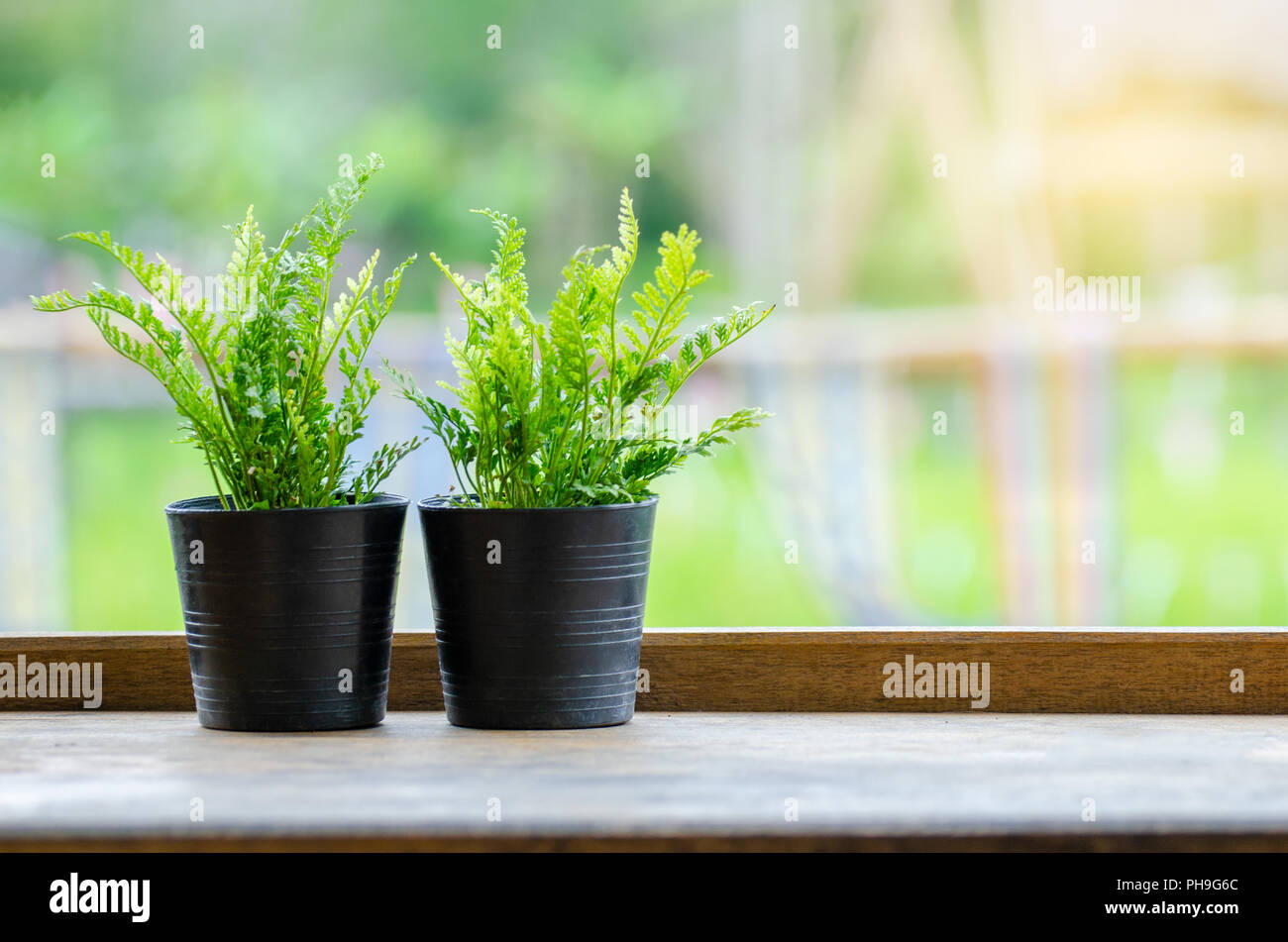 Un pot en bois est placé sur un plancher en bois homologue fond vert Banque D'Images