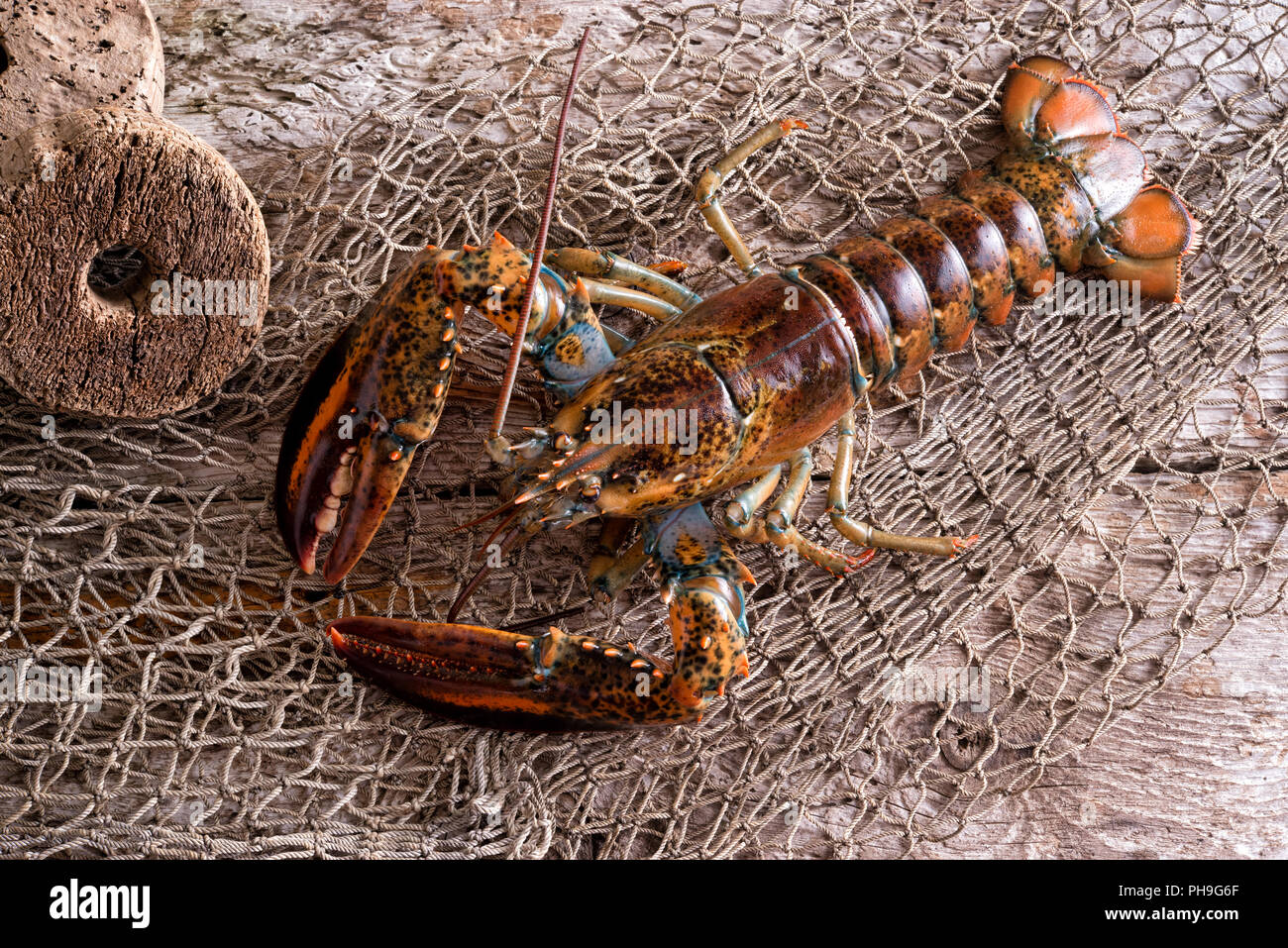 Un live fraîchement pêché le homard de l'Atlantique sur un quai avec filet de pêche. Banque D'Images