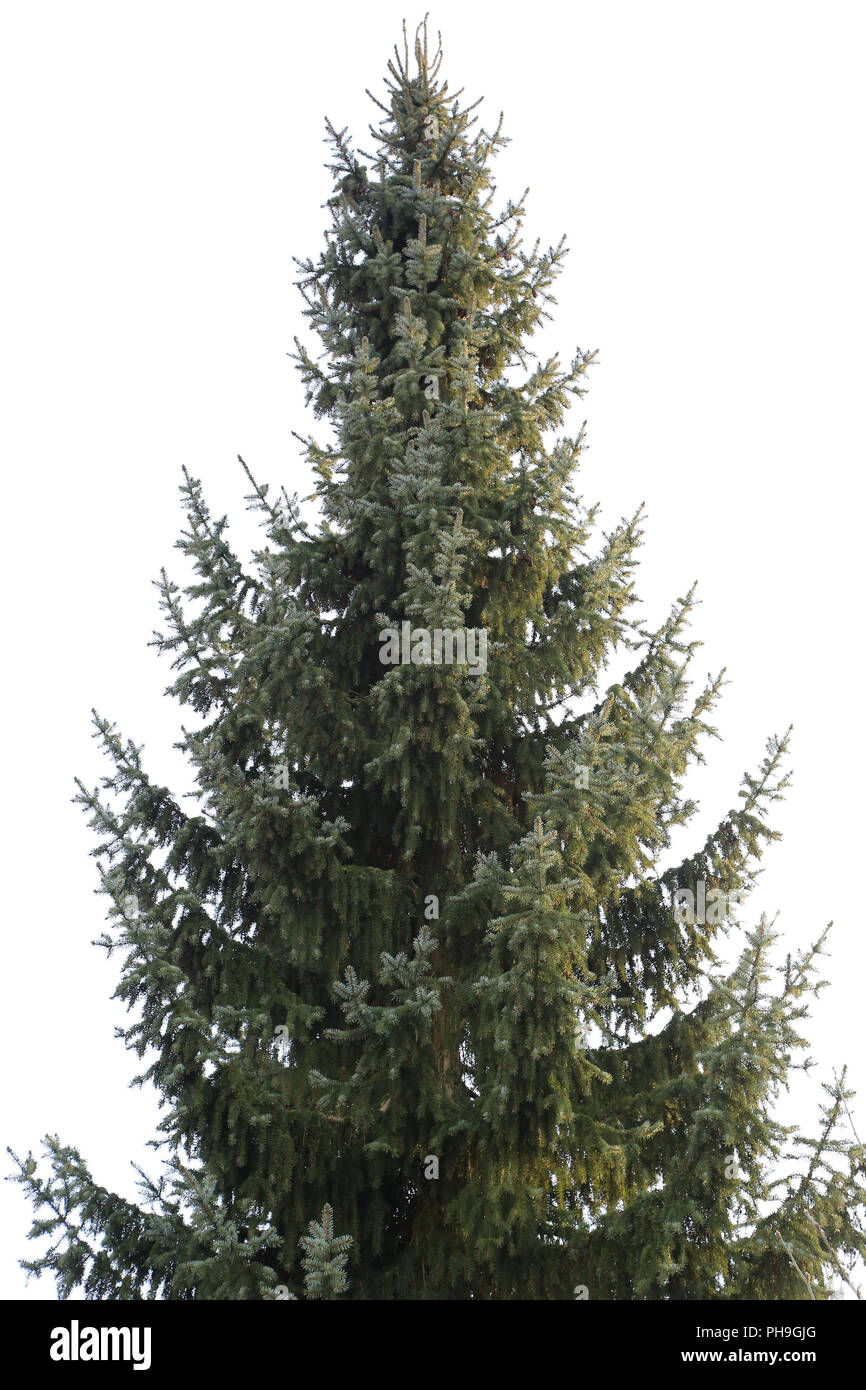 Epicéa de Sitka Picea sitchensis, Banque D'Images