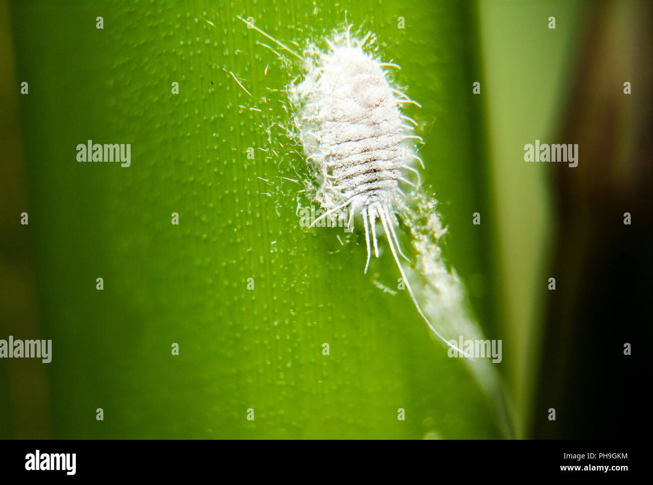 Pest, laineux nature macro close-up Banque D'Images