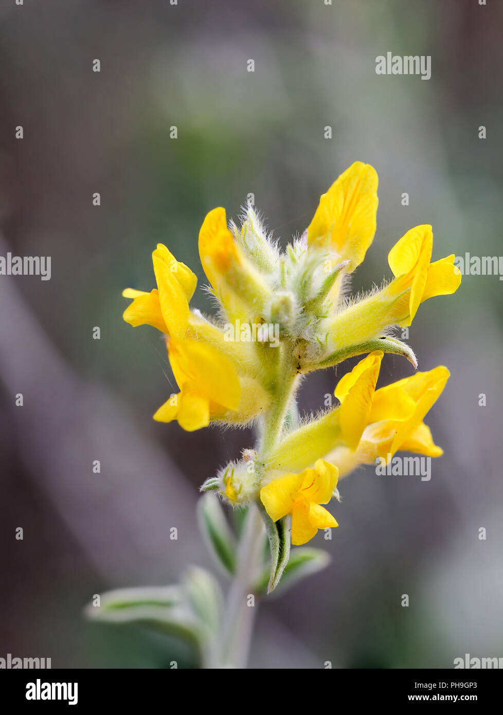 Fleurs jaunes dans le soleil de l'Espagne Banque D'Images