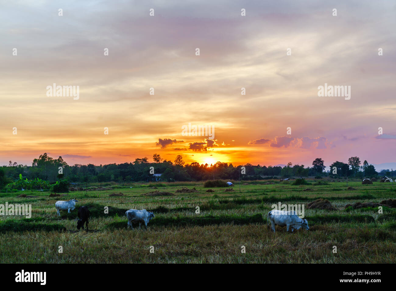 Coucher du soleil sur les rizières. Banque D'Images