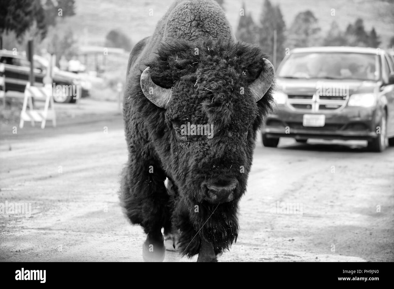 Bison bison à Yellowstone USA Banque D'Images