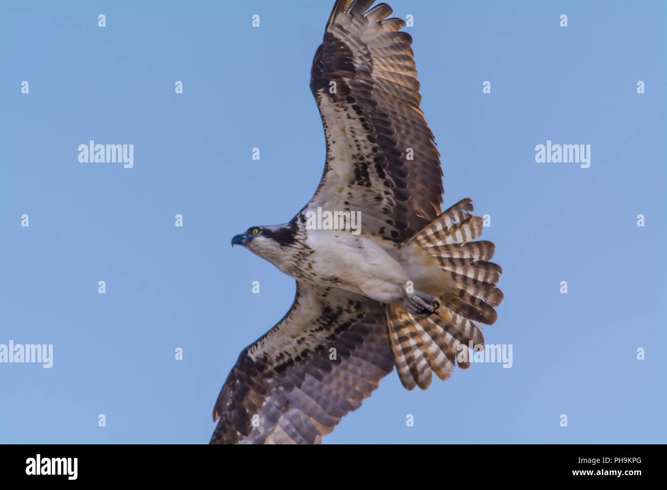 Osprey Flying Blue Sky Banque D'Images