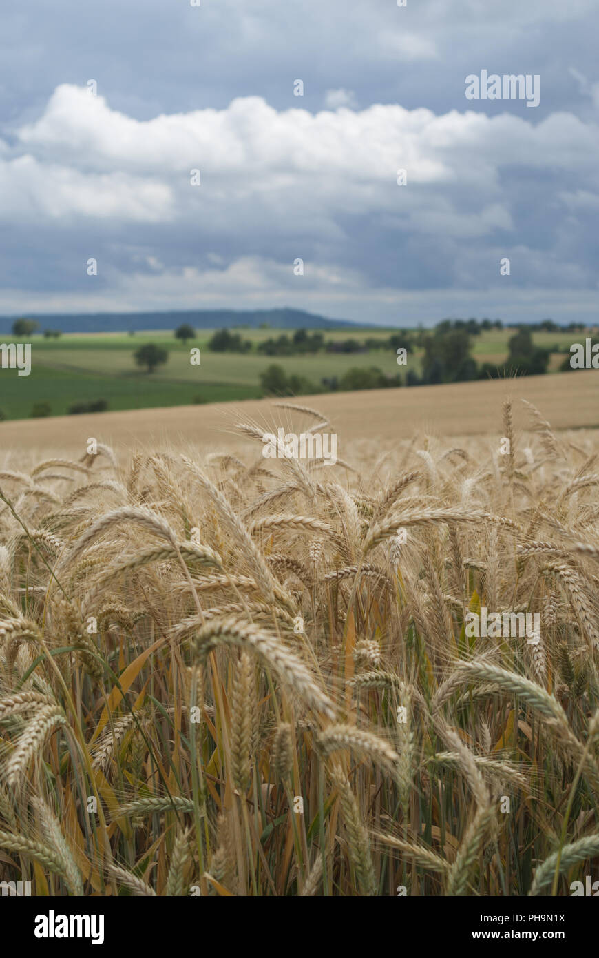 Champ de maïs à proximité Eltershofen, Bade-Wurtemberg, Allemagne Banque D'Images