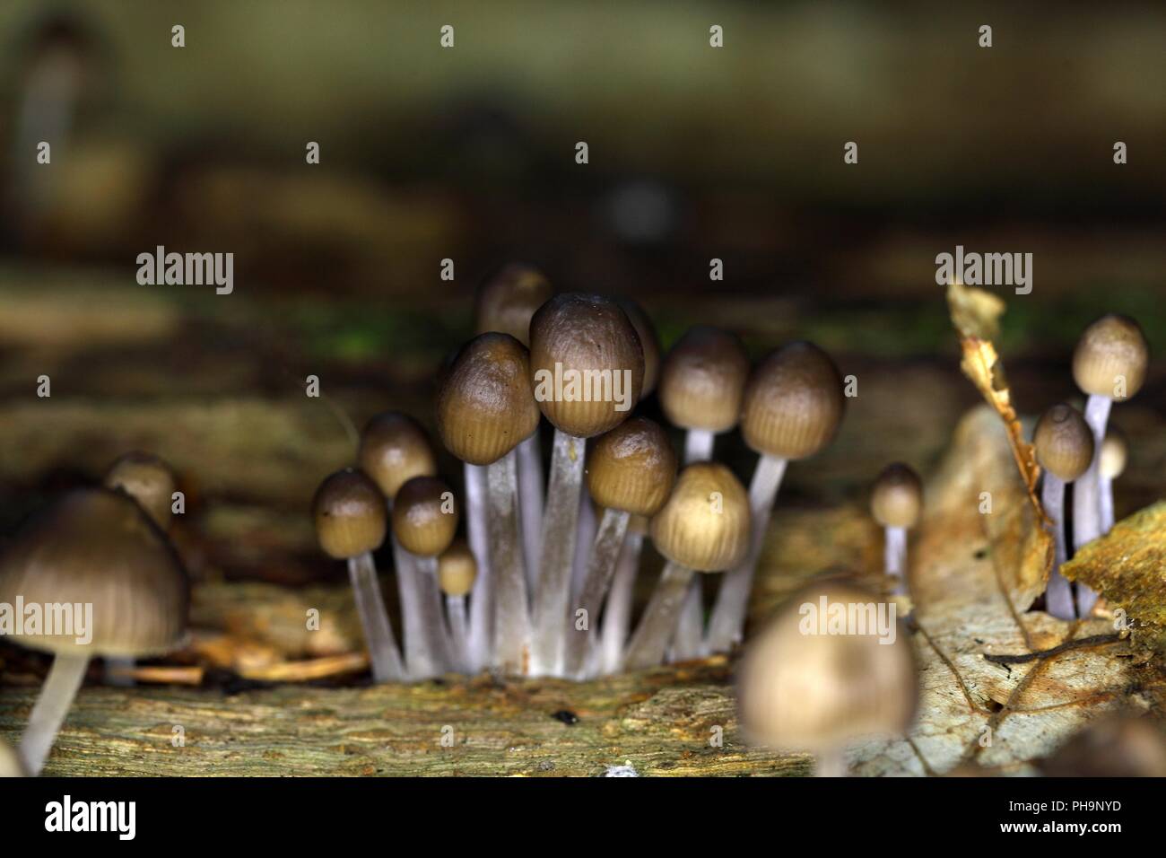 Les champignons saprophytes Mycena stipata dans une forêt. Banque D'Images