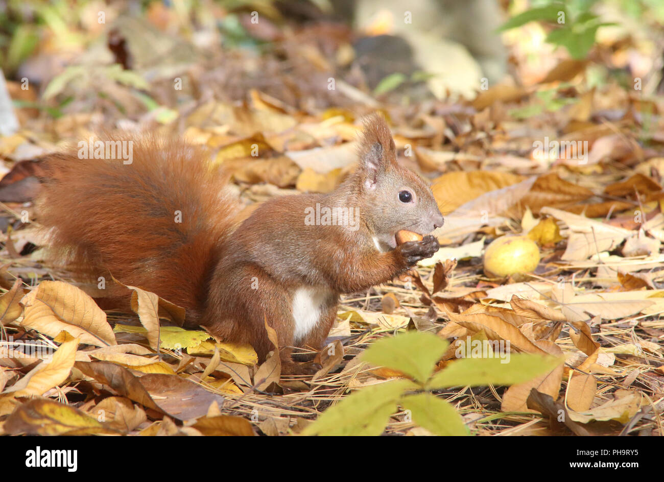 En Automne De L Ecureuil Photo Stock Alamy