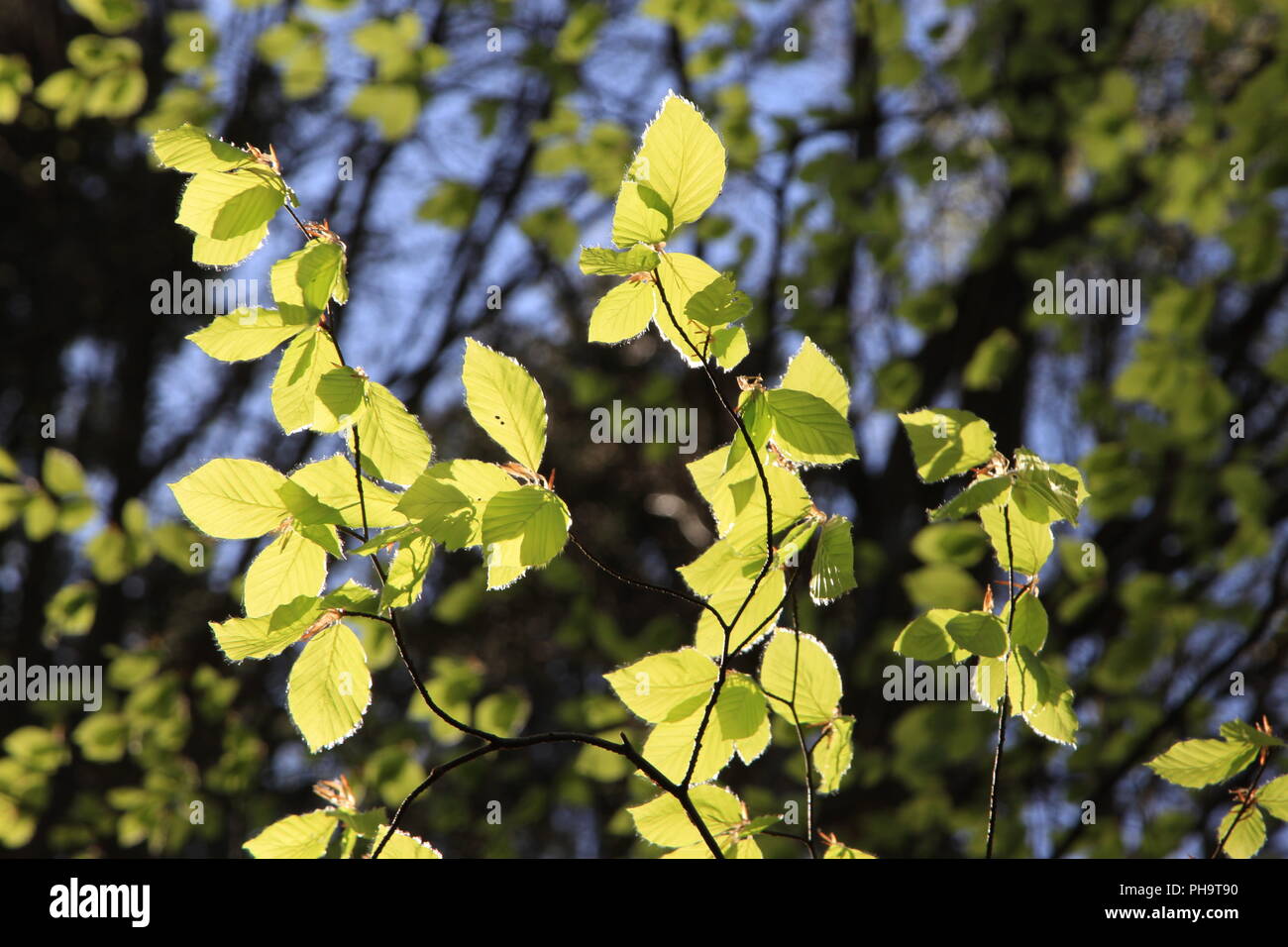 Laves rougeoyant dans la lumière du soleil du printemps Banque D'Images