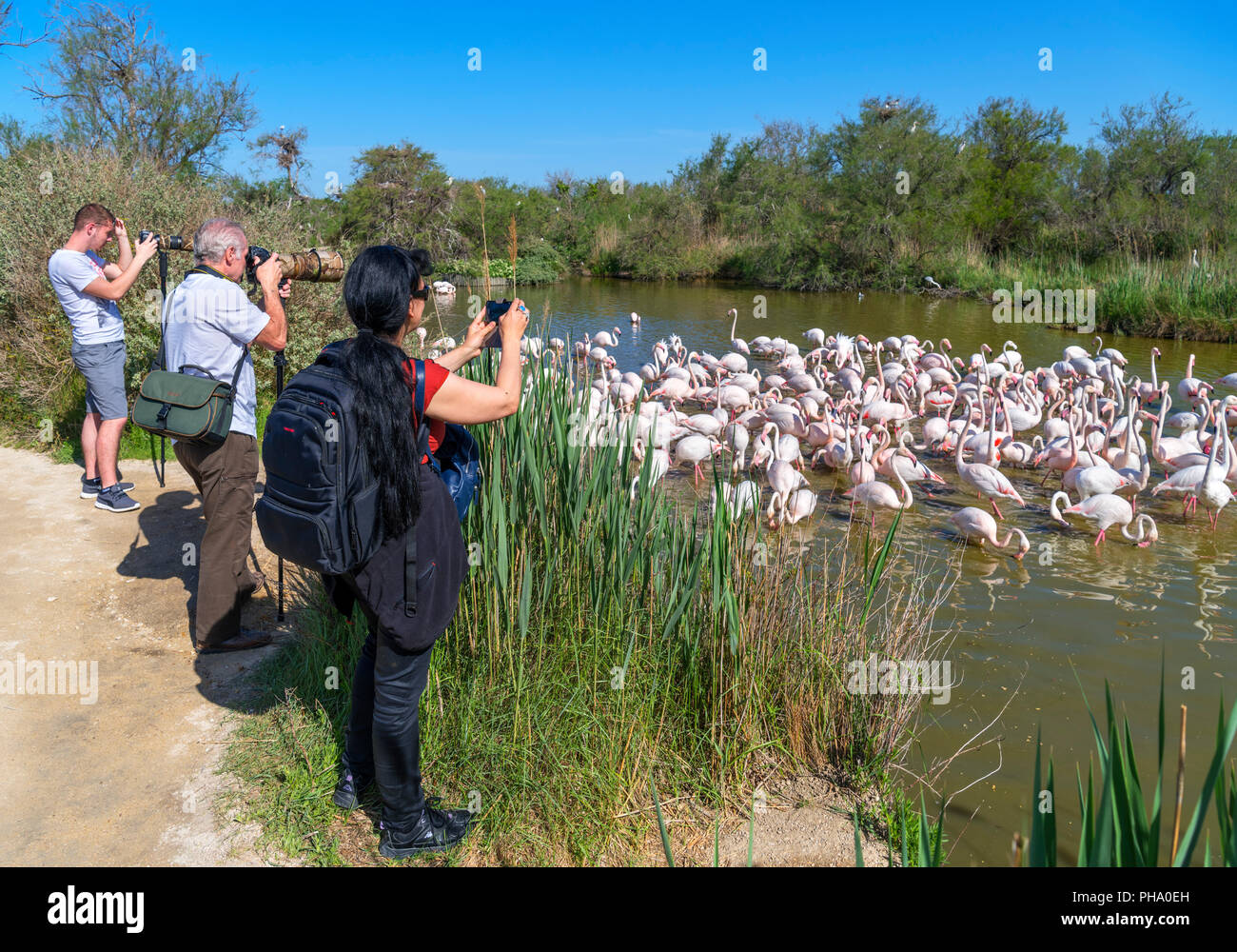 Les photographes prennent des photos de flamants roses (Phoenicopterus roseus Plus) dans le Parc ornithologique du Pont de Gau, Camargue, Provence, France Banque D'Images