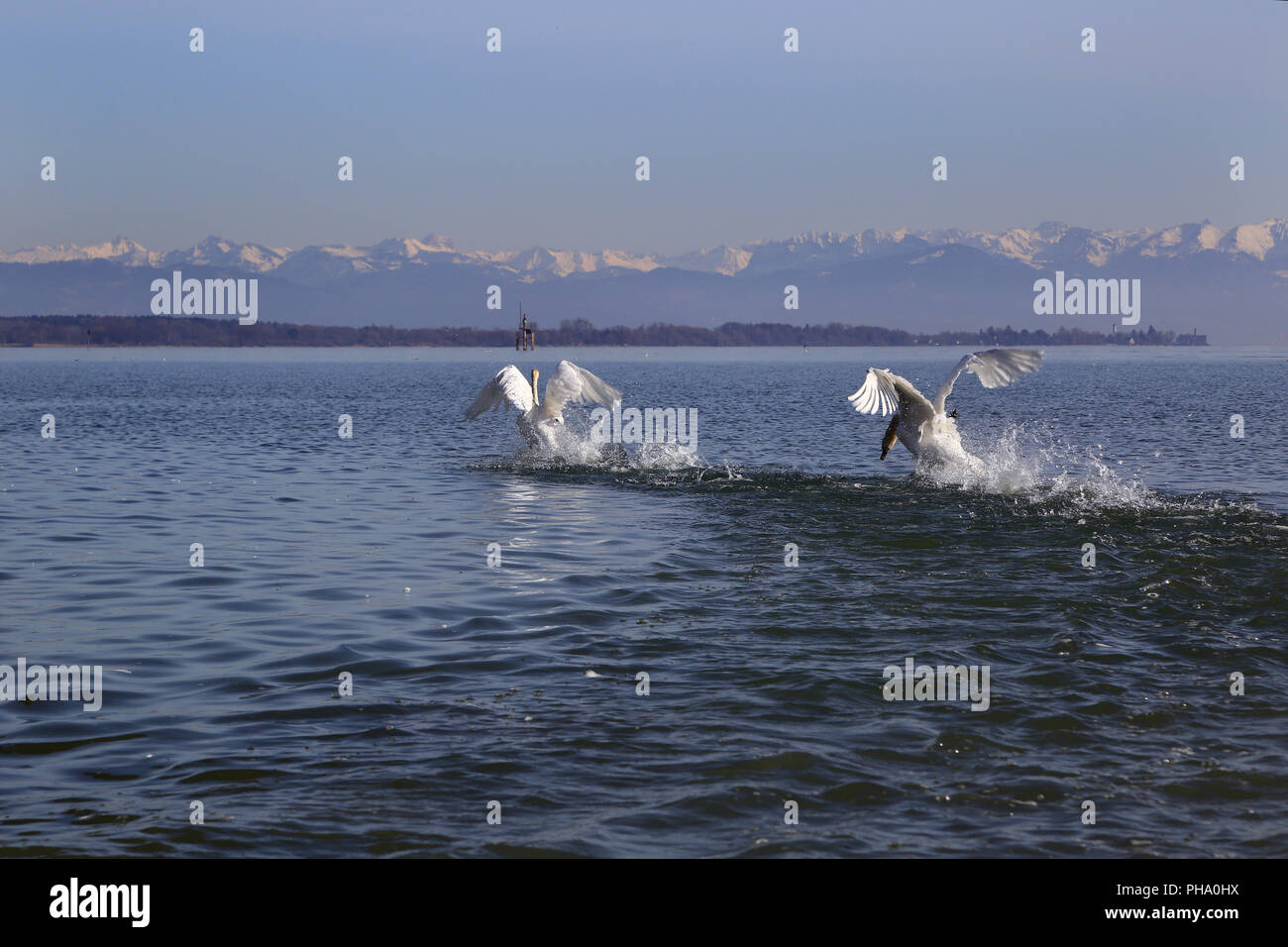Les cygnes tuberculés décoller au lac de Constance, Cygnus olor Banque D'Images