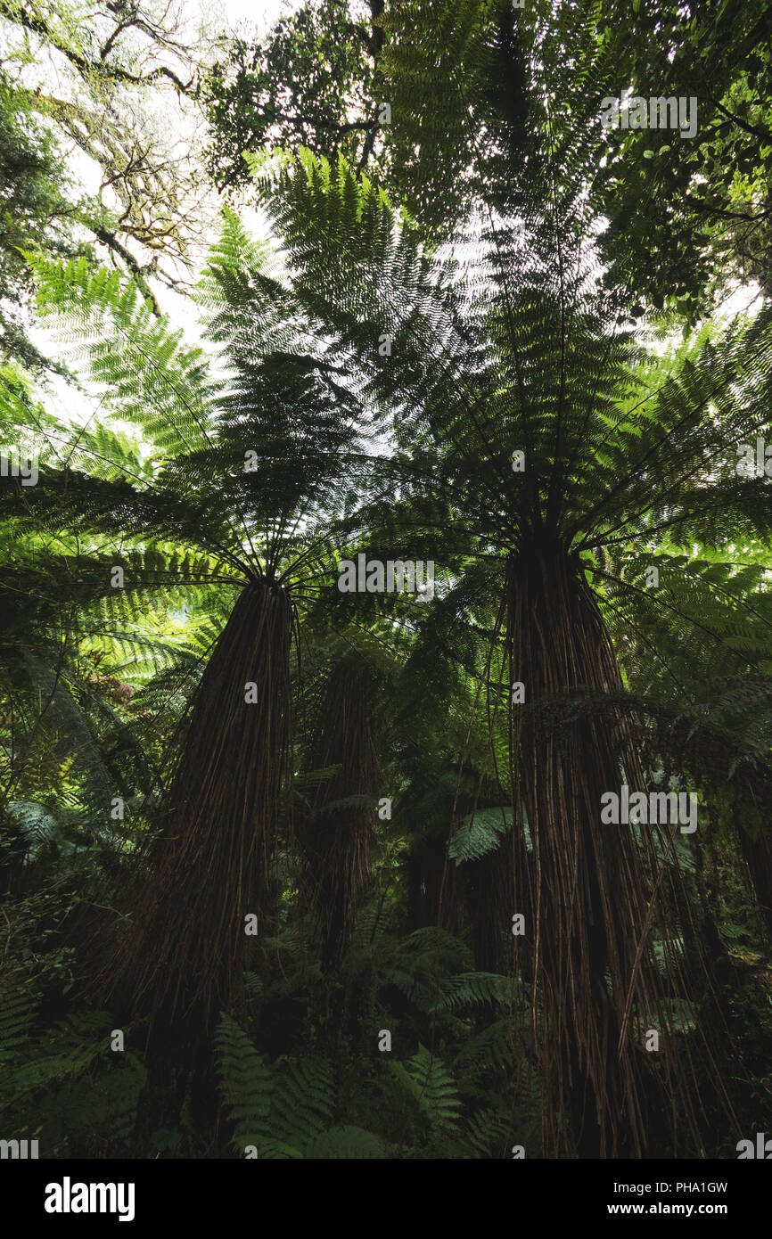Les fougères arborescentes, Nouvelle-Zélande Banque D'Images