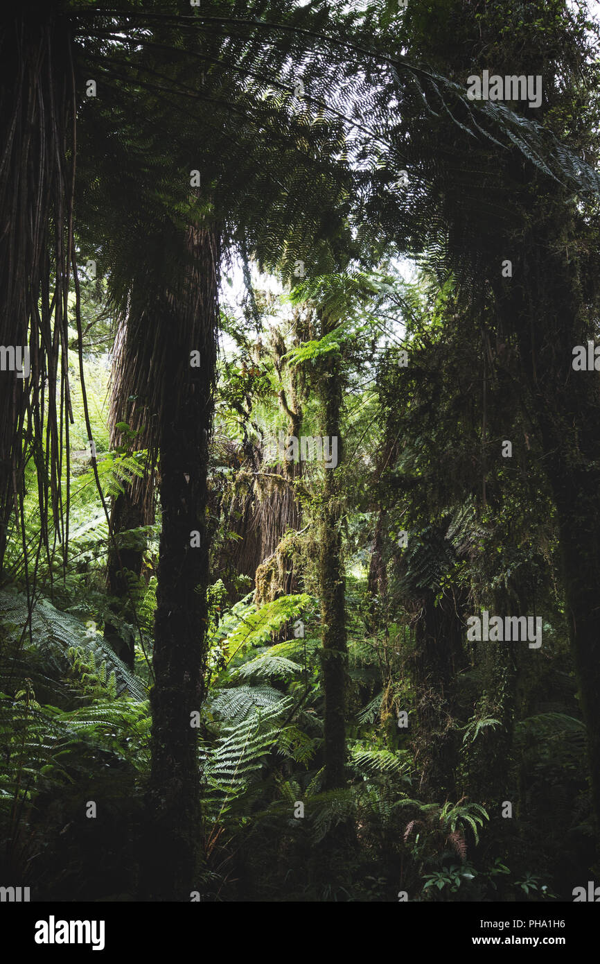 Forêt, île du Sud, Nouvelle-Zélande Banque D'Images