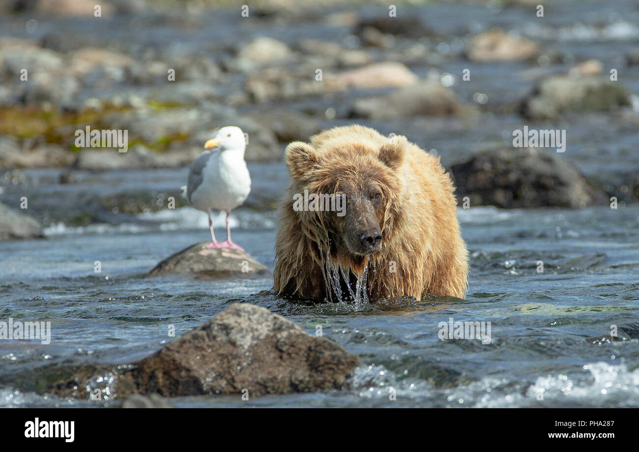 Portrait de l'ours brun debout dans la rivière de l'Alaska avec seagull de flou artistique sur un rocher Banque D'Images
