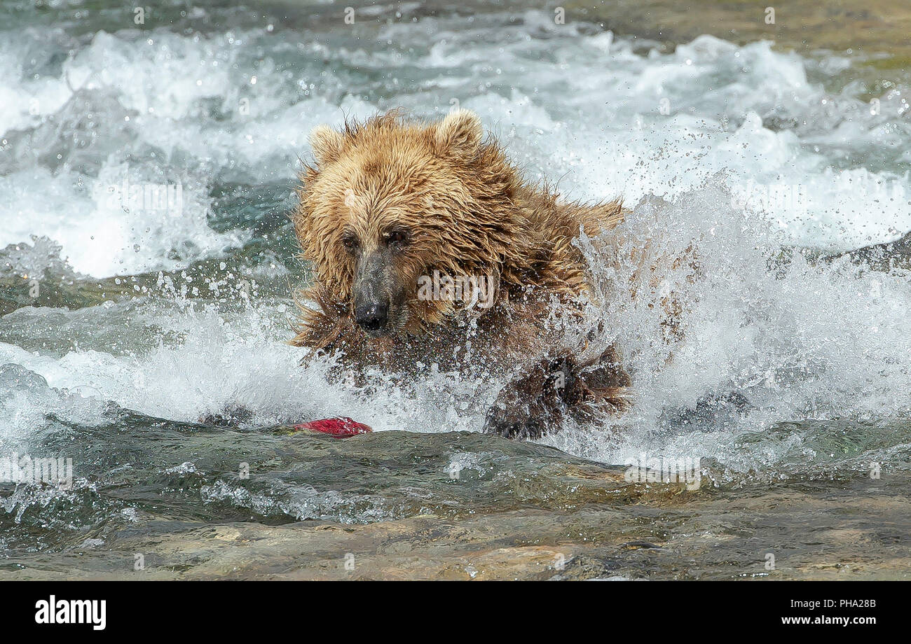 Photo d'action de l'ours brun de fonctionner après un saumon rouge dans une rivière d'Alaska Banque D'Images