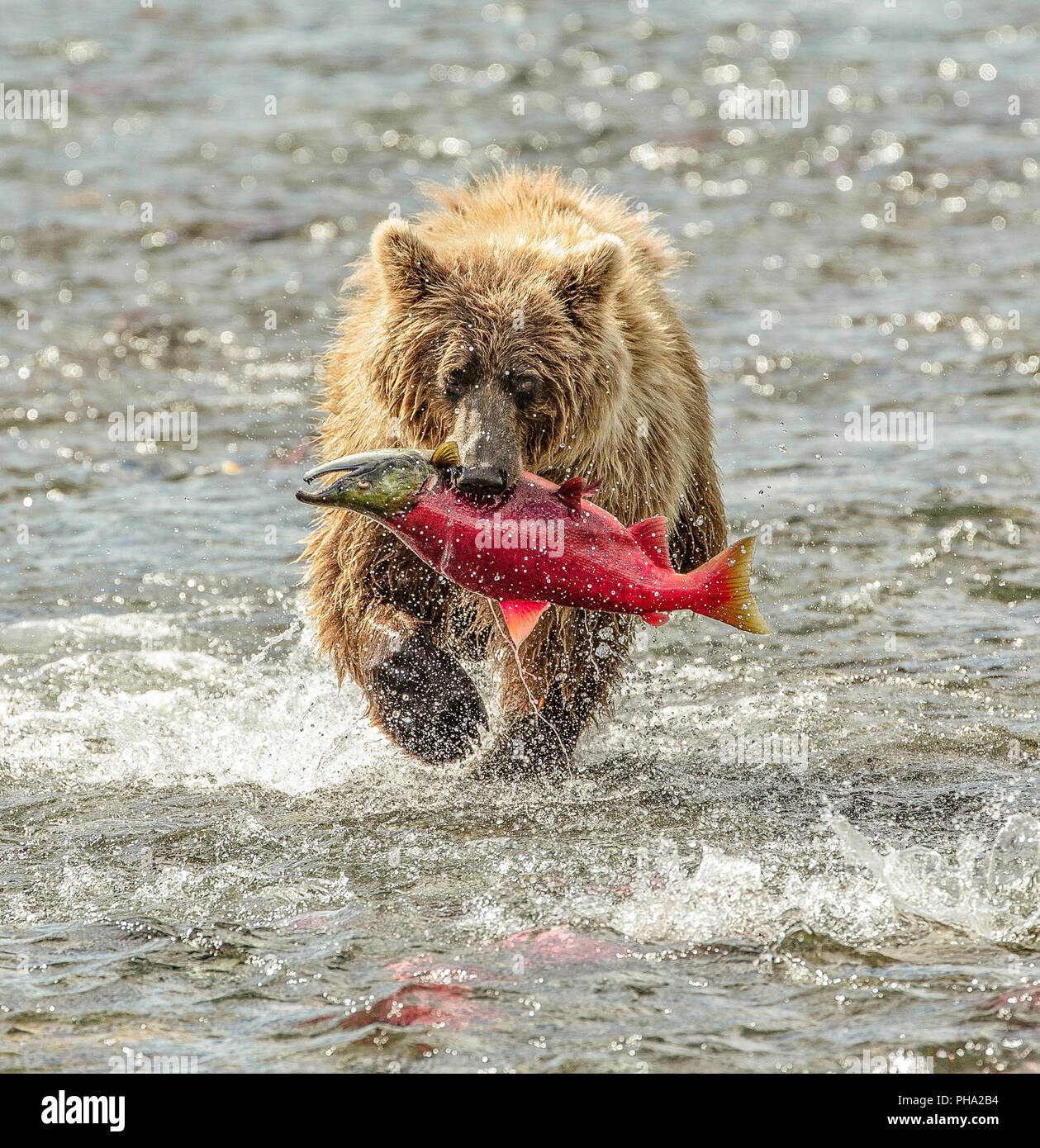 Portrait de l'ours brun (Ursus arctos) dans une rivière avec un saumon rouge dans la bouche à marcher vers l'appareil photo Banque D'Images
