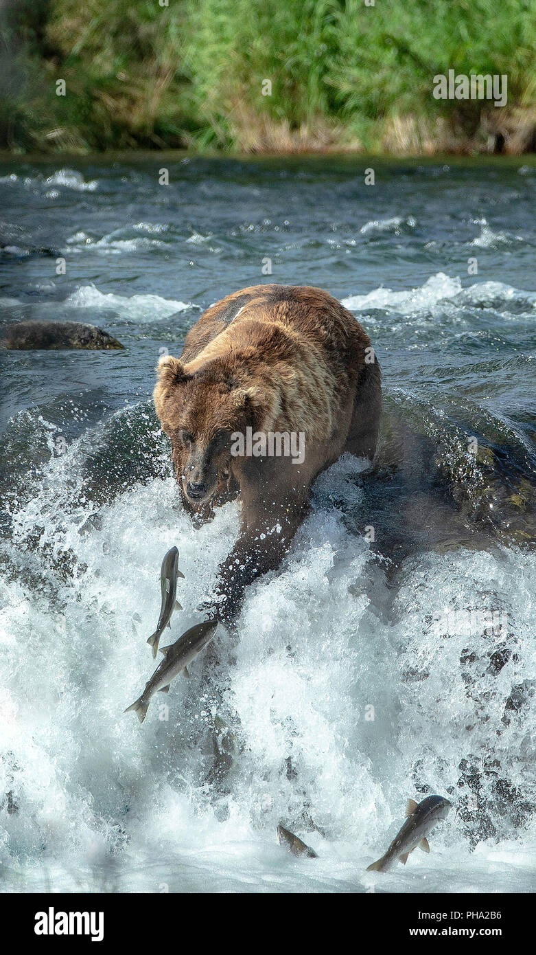 Coup de frontale woman waterfall en essayant en vain d'attraper un saumon sockeye Banque D'Images