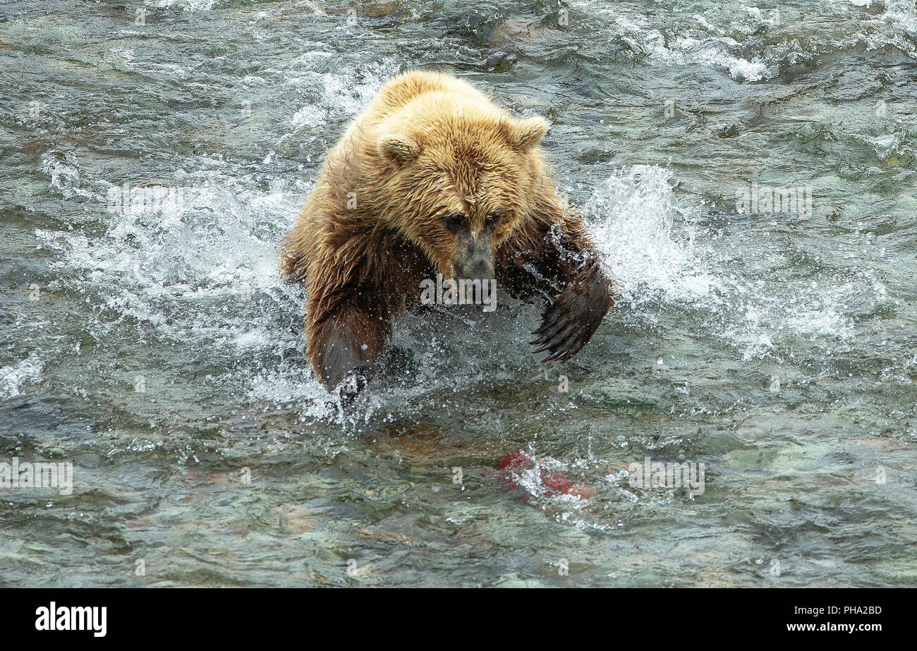 Photo d'action de l'ours brun de fonctionner après un saumon rouge dans une rivière d'Alaska Banque D'Images