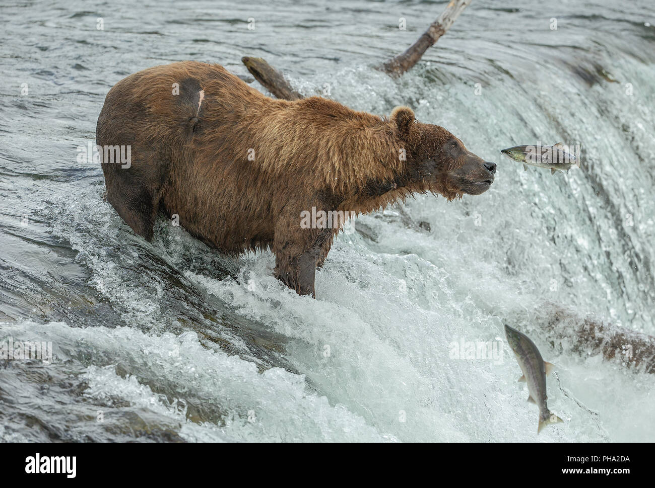 Ours brun mâle en permanent à la cascade de saut de saumon rouge. Le saumon est toujours l'argent comme il n'a pas encore engendré. Banque D'Images