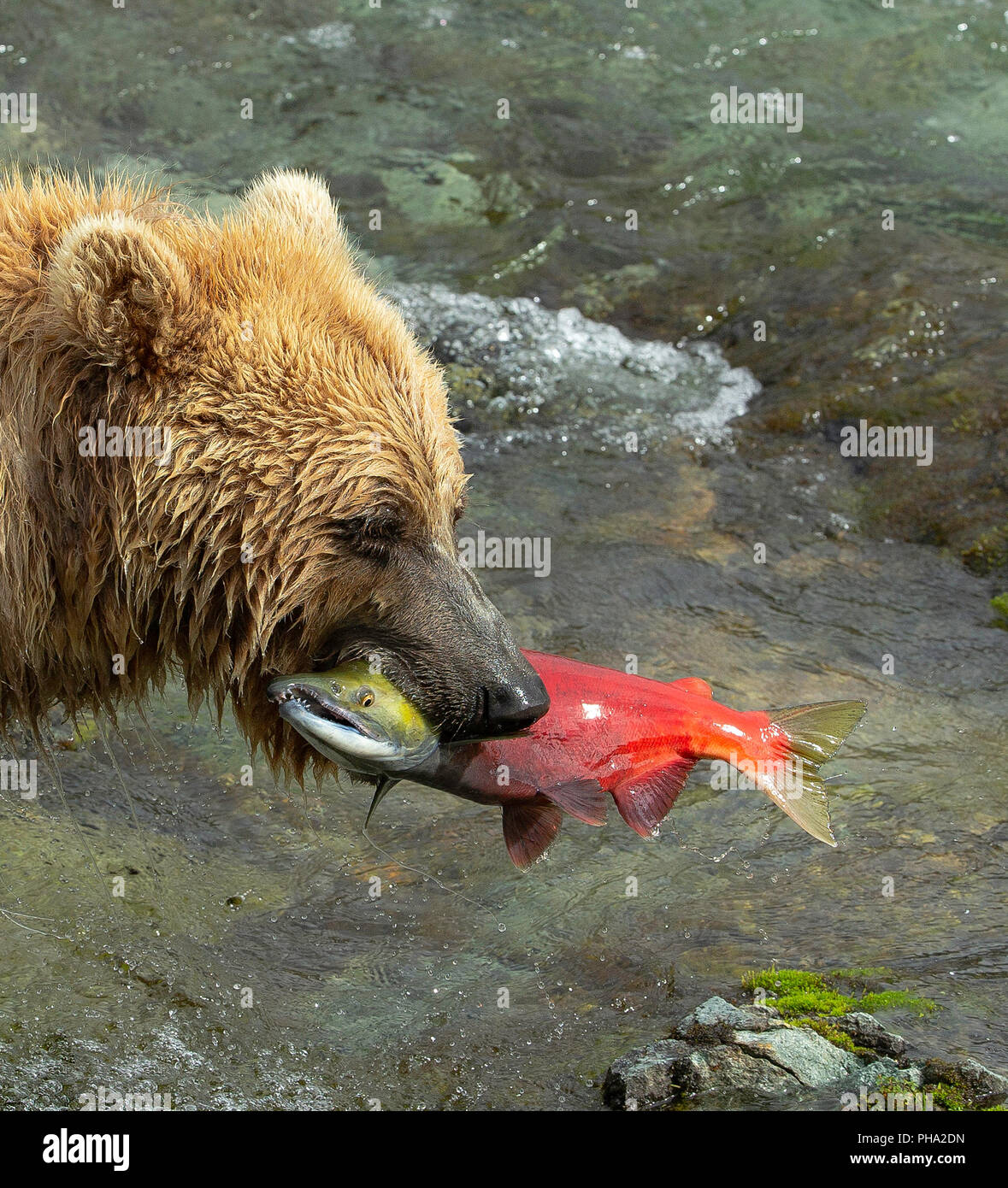 Portrait de l'ours brun (Ursus arctos) avec engendré saumon rouge dans la bouche. Banque D'Images