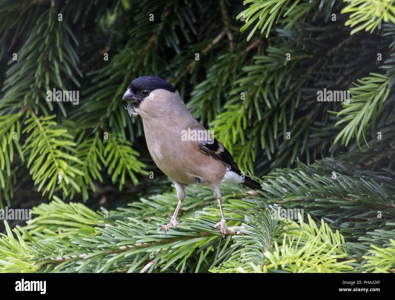 Bouvreuil Bouvreuil commun, ou canard colvert Banque D'Images