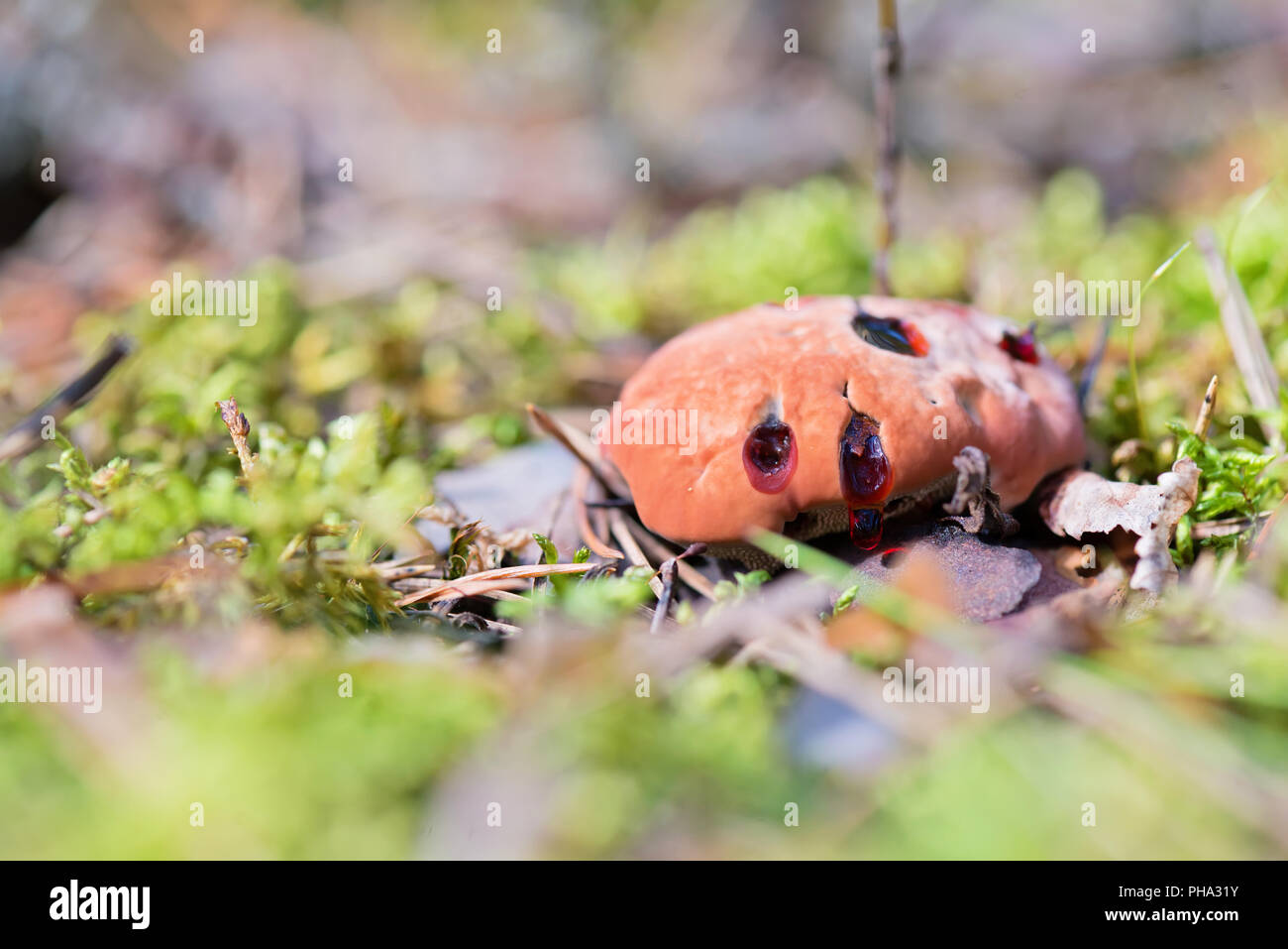 Hydnellum peckii - champignon dans la forêt moussue Banque D'Images