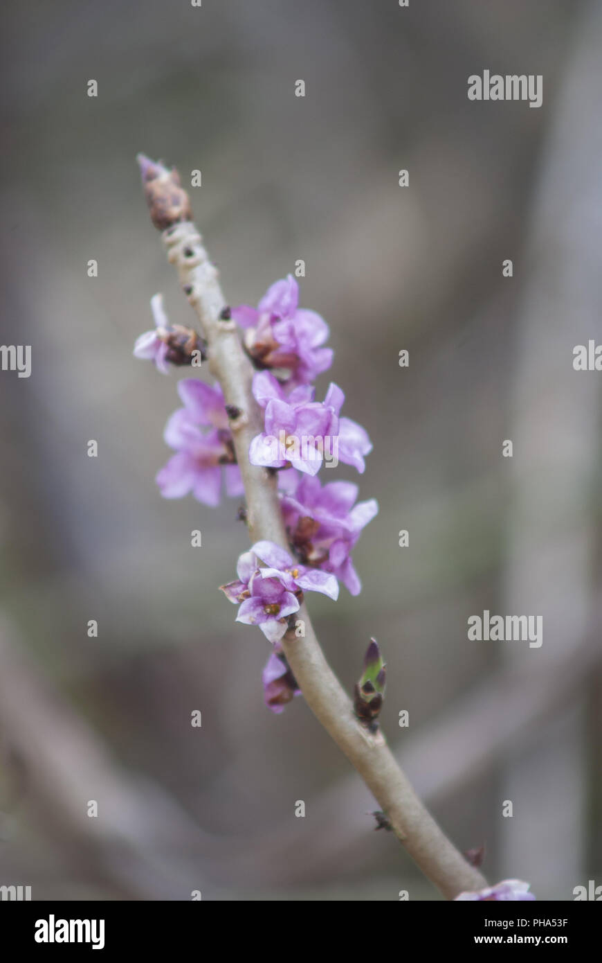 Daphné en pleine floraison, Bade-Wurtemberg, Allemagne Banque D'Images