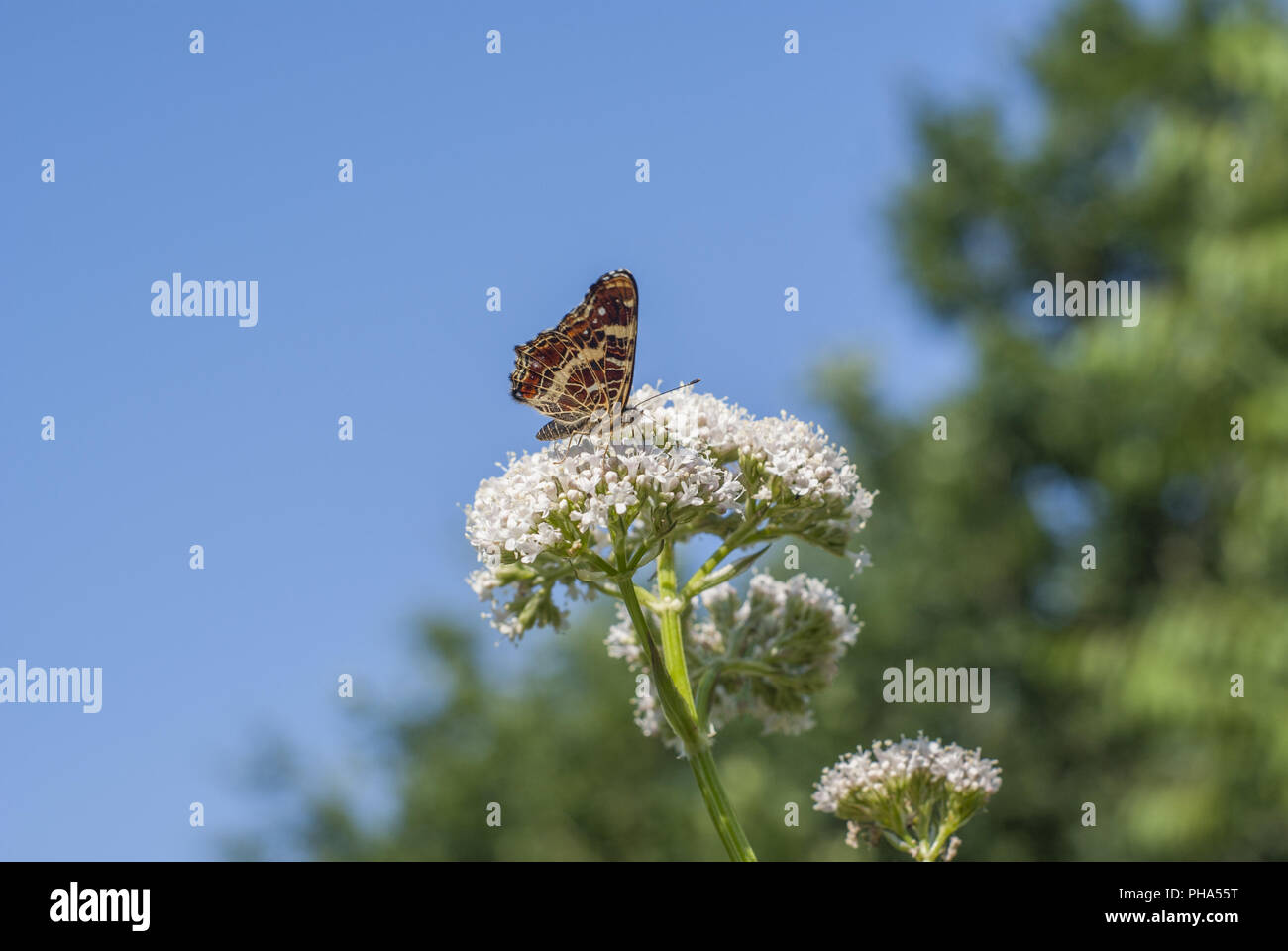 La carte dans la forêt voisine Schwaebisch Hall, Allemagne Banque D'Images