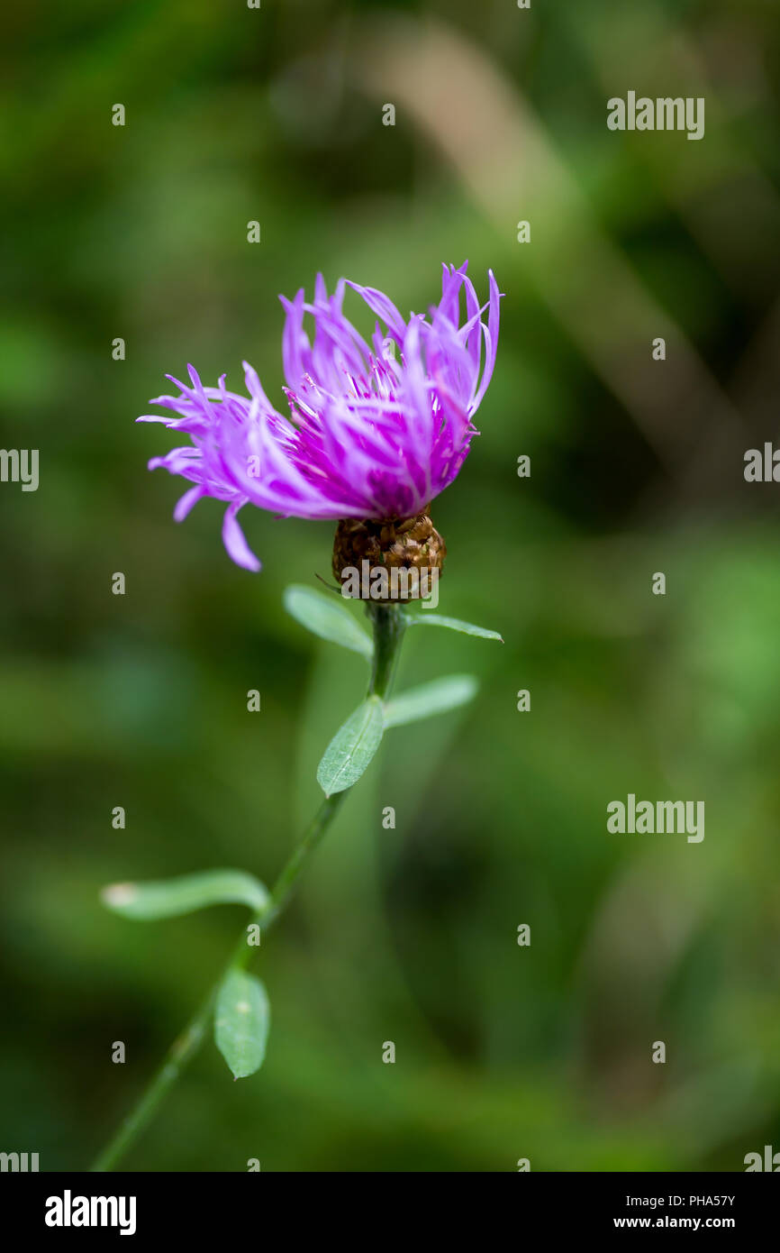Le bleuet, de violette, d'arrière-plan Banque D'Images