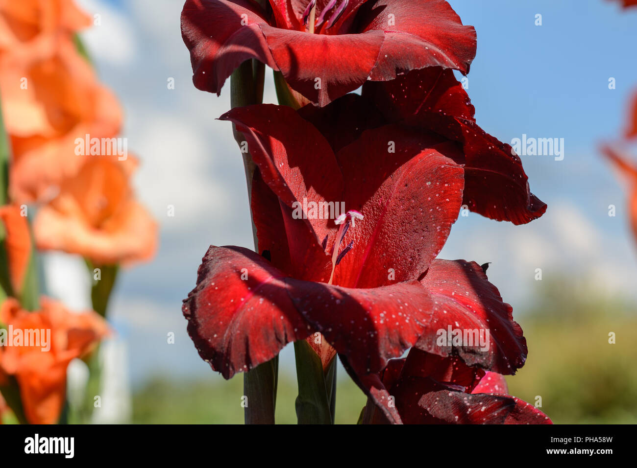 Floraison rouge intense de fleurs coupées en gros plan - glaïeul Banque D'Images