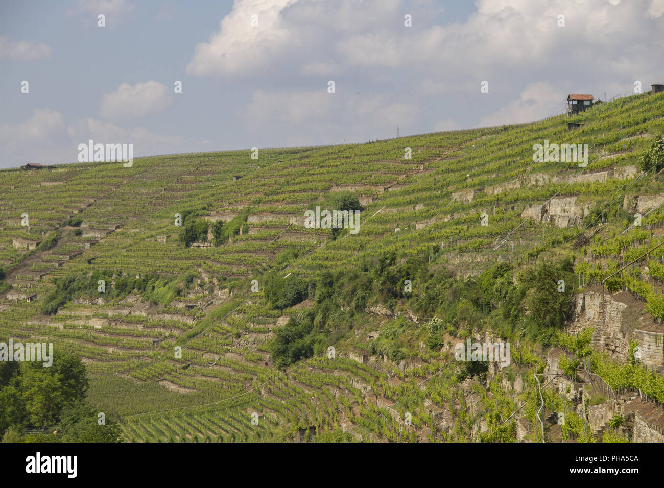 Vignobles en terrasses dans la vallée du Neckar, Allemagne Lauffen à proximité Banque D'Images