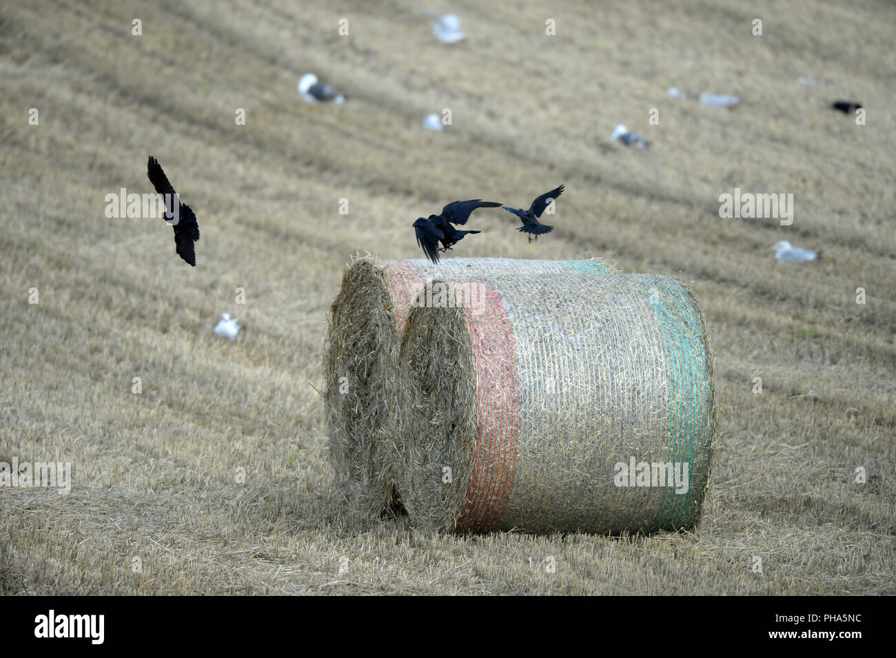 Les corbeaux voler à partir de bottes de paille dans le champ de chaumes. Goélands en arrière-plan Banque D'Images